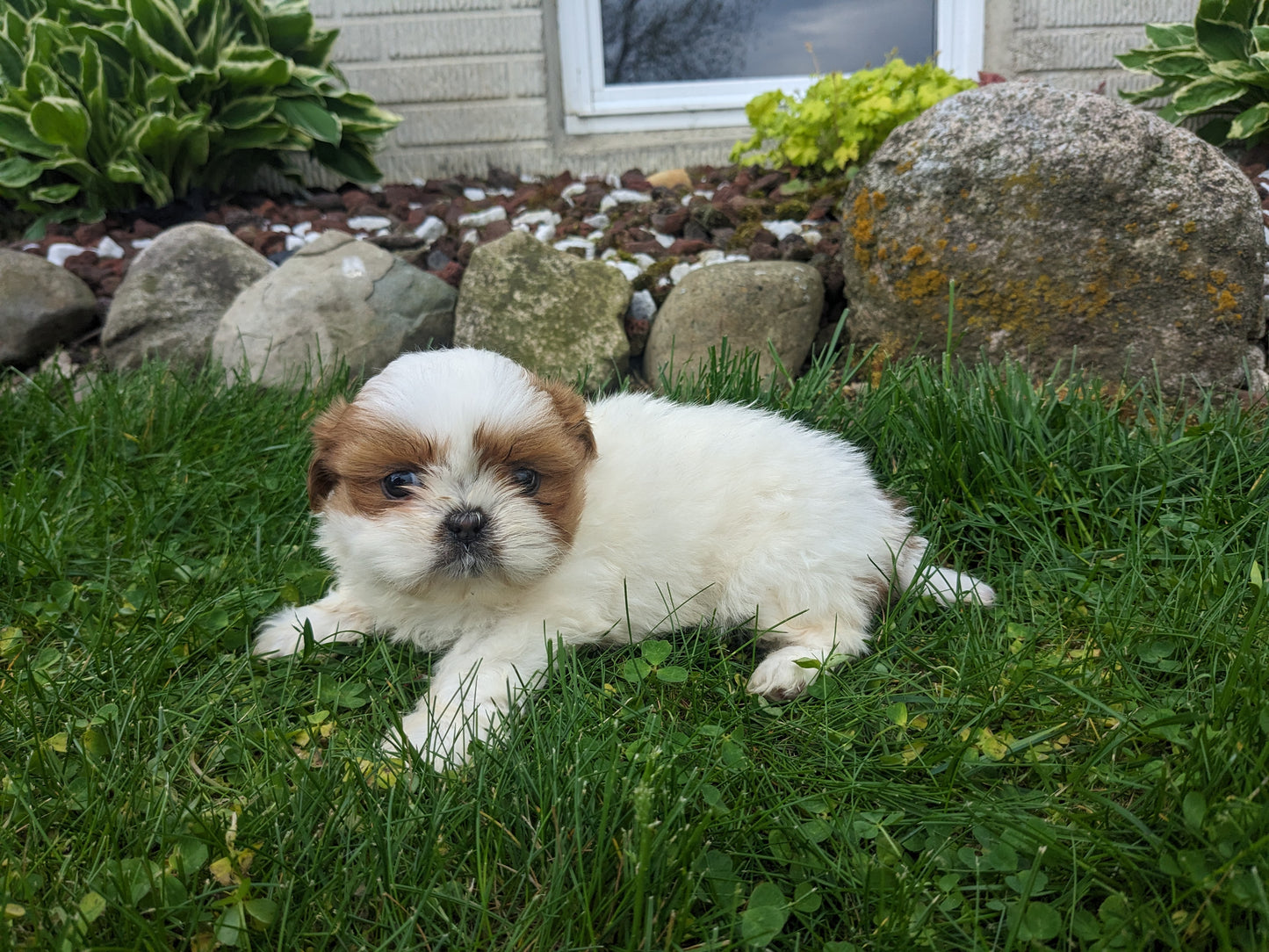 SHIH TZU (03/17) FEMALE