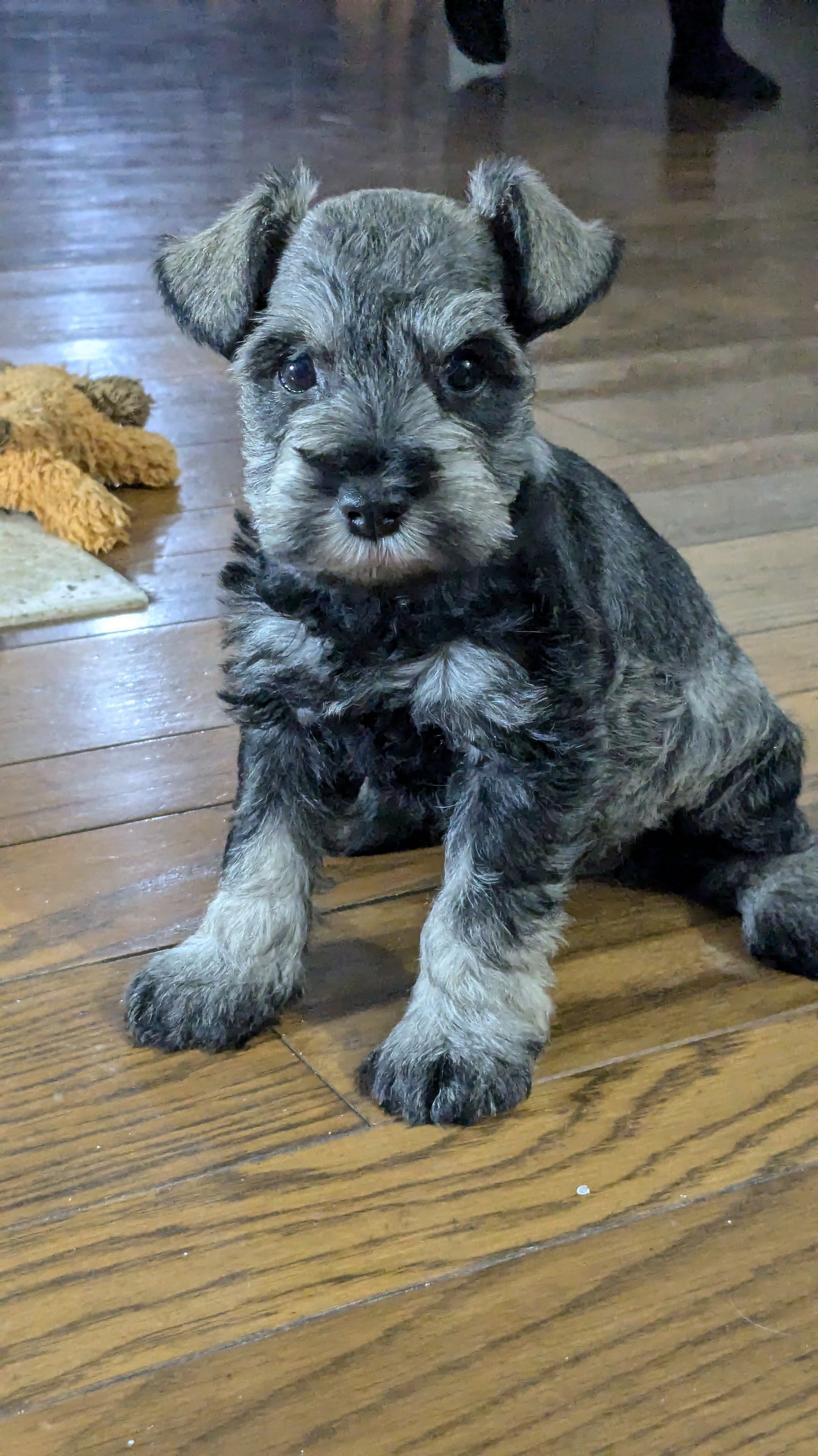 MINI SCHNAUZER (09/22) FEMALE