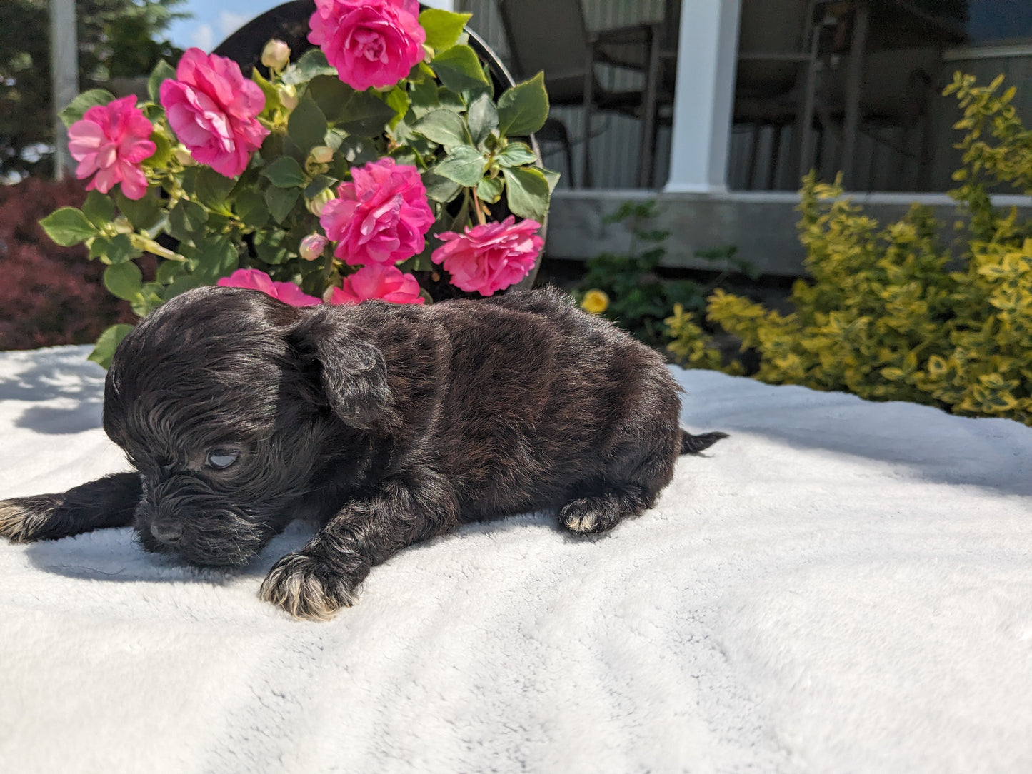 SHIH-POO (04/22) MALE
