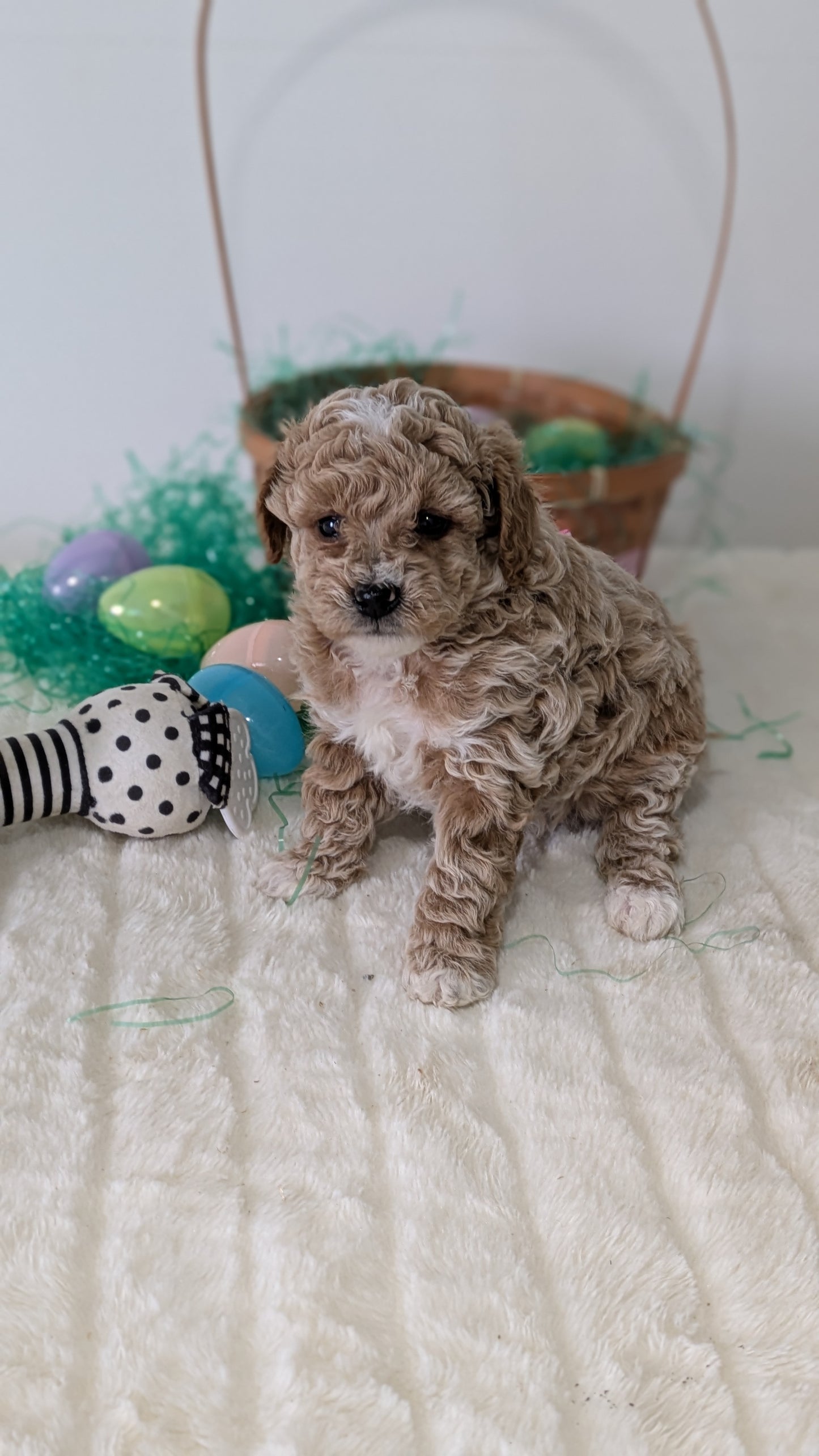 MINI POODLE (03/13) FEMALE