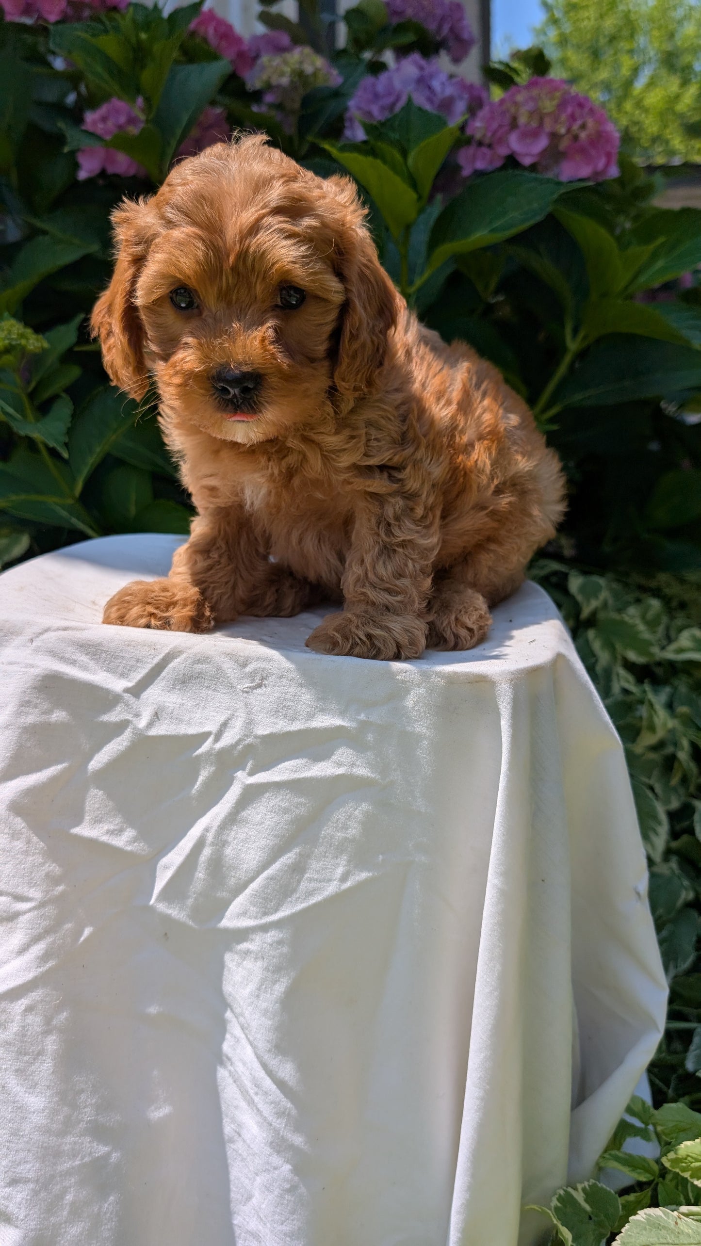 CAVAPOO (05/23) MALE