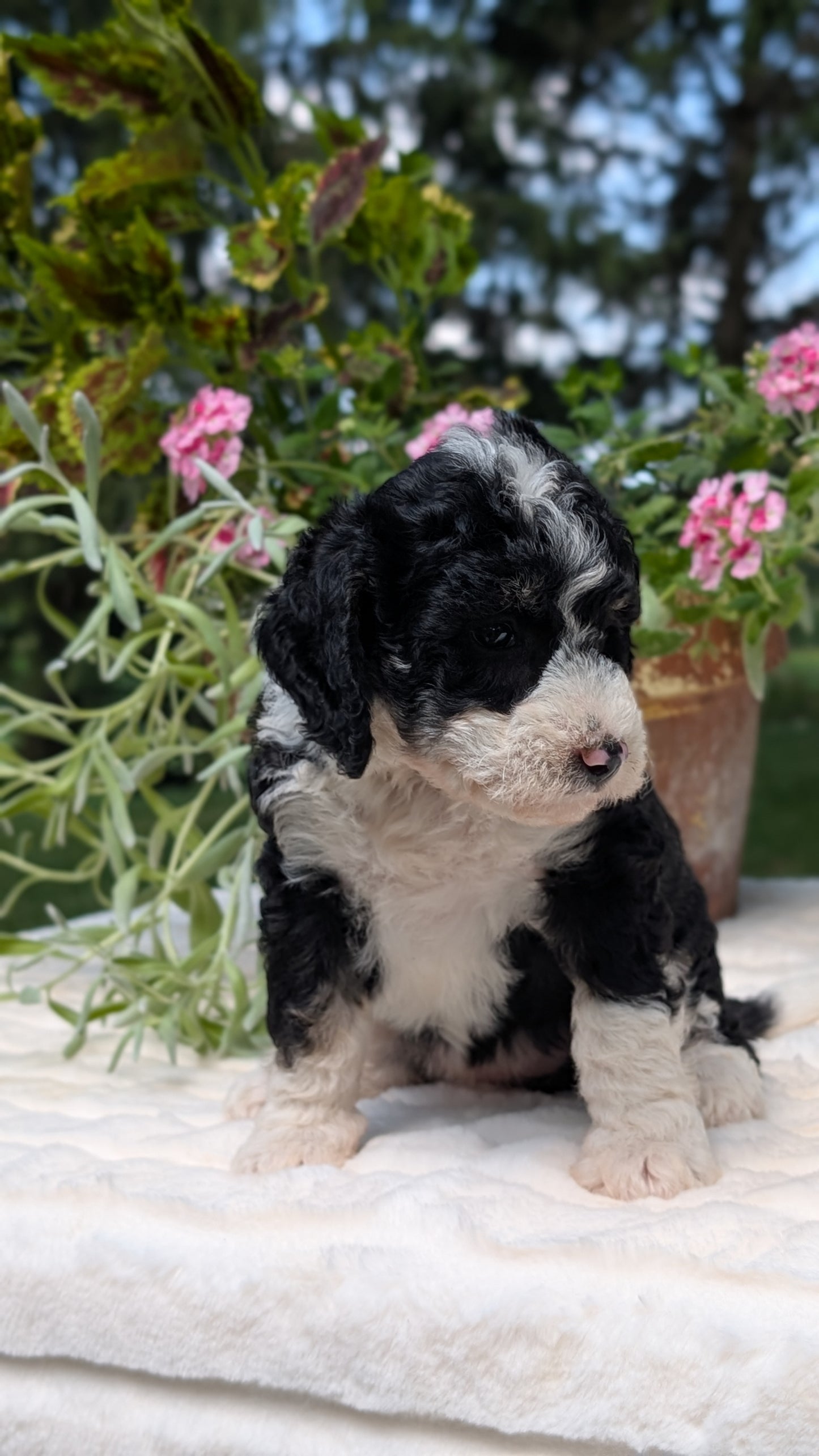 MINI BERNEDOODLE (06/11) FEMALE