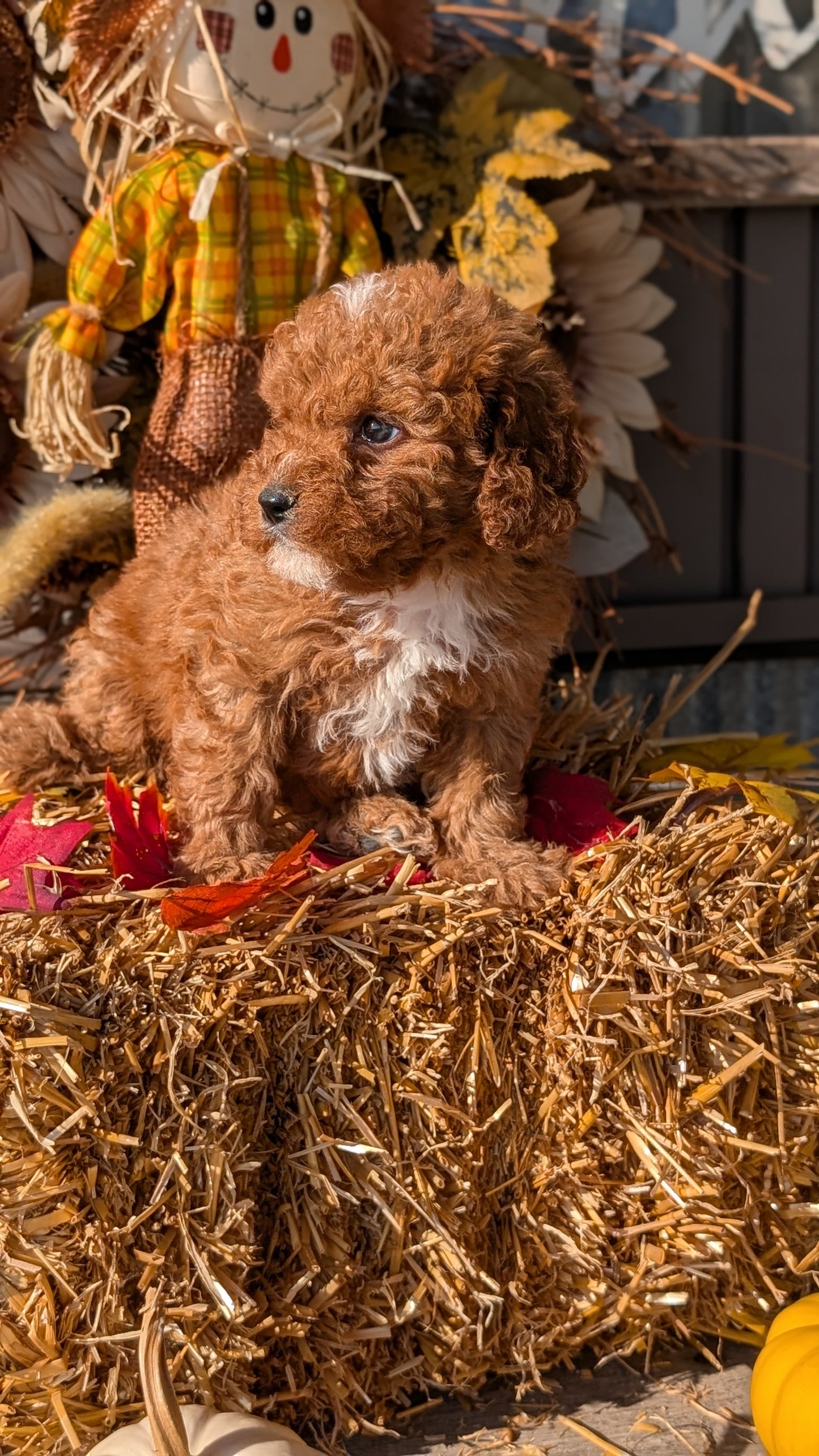 CAVAPOO (07/26) MALE