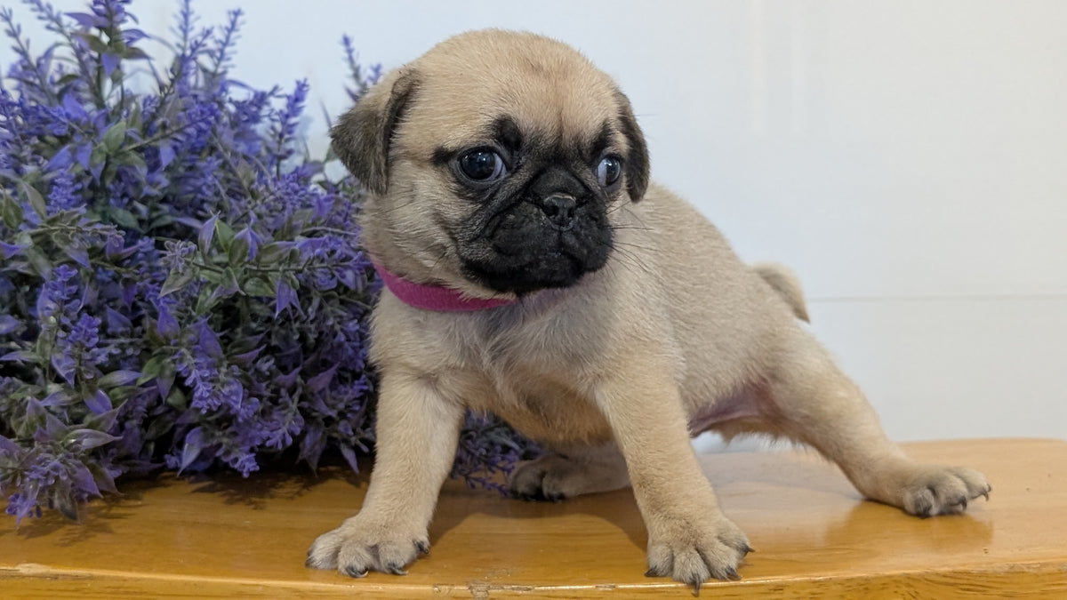 PUG (SEP 12) 4 MALES/1 FEMALE