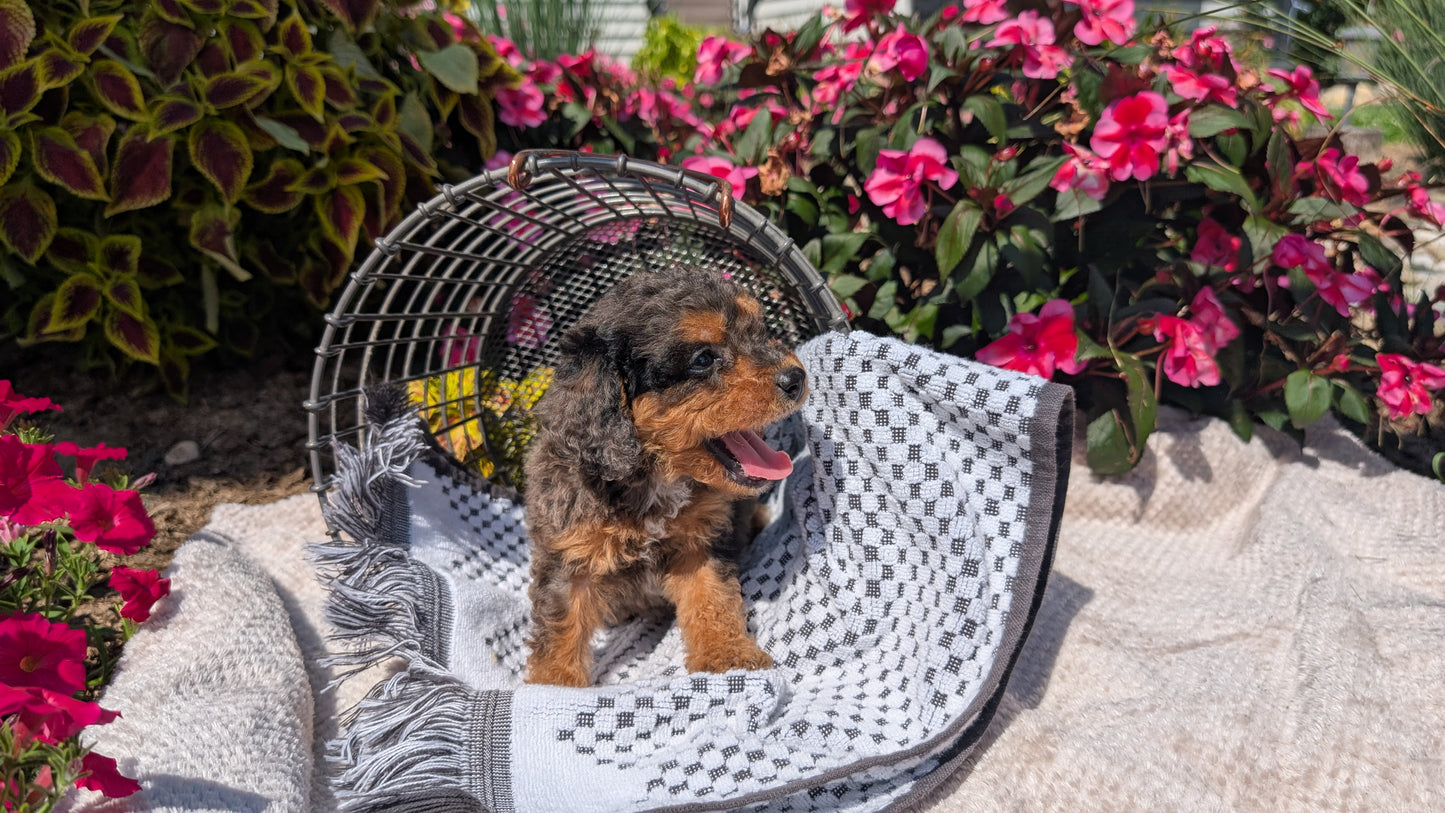 CAVAPOO (06/28) MALE