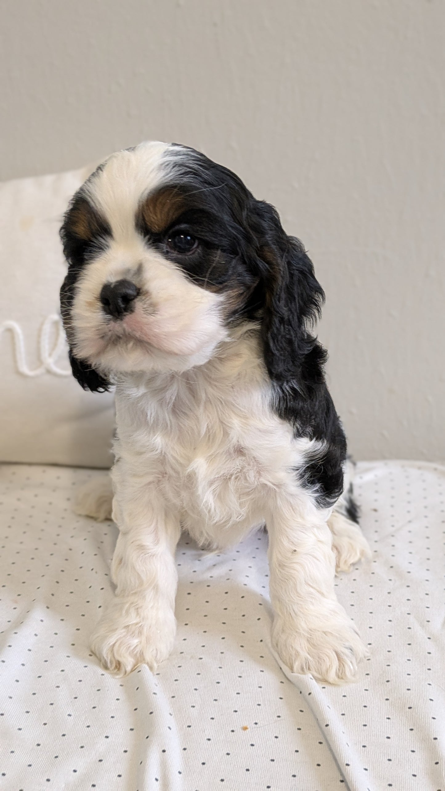 COCKER SPANIEL (02/14) MALE