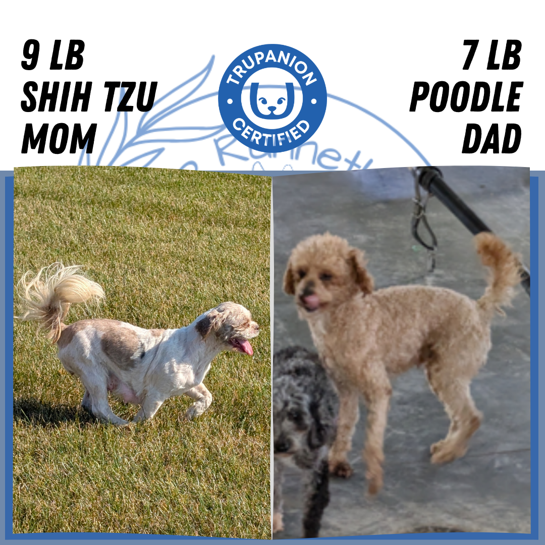 SHIHPOO (07/26) FEMALE