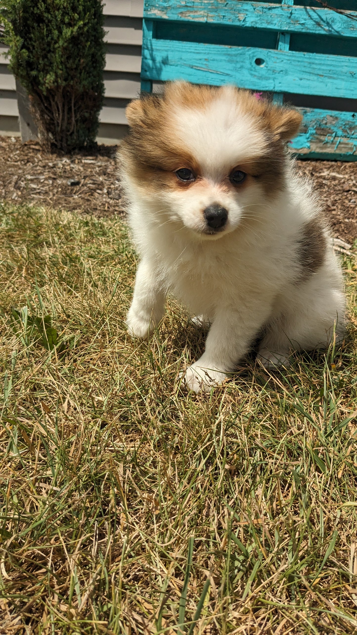 POMERANIAN (04/15) FEMALE