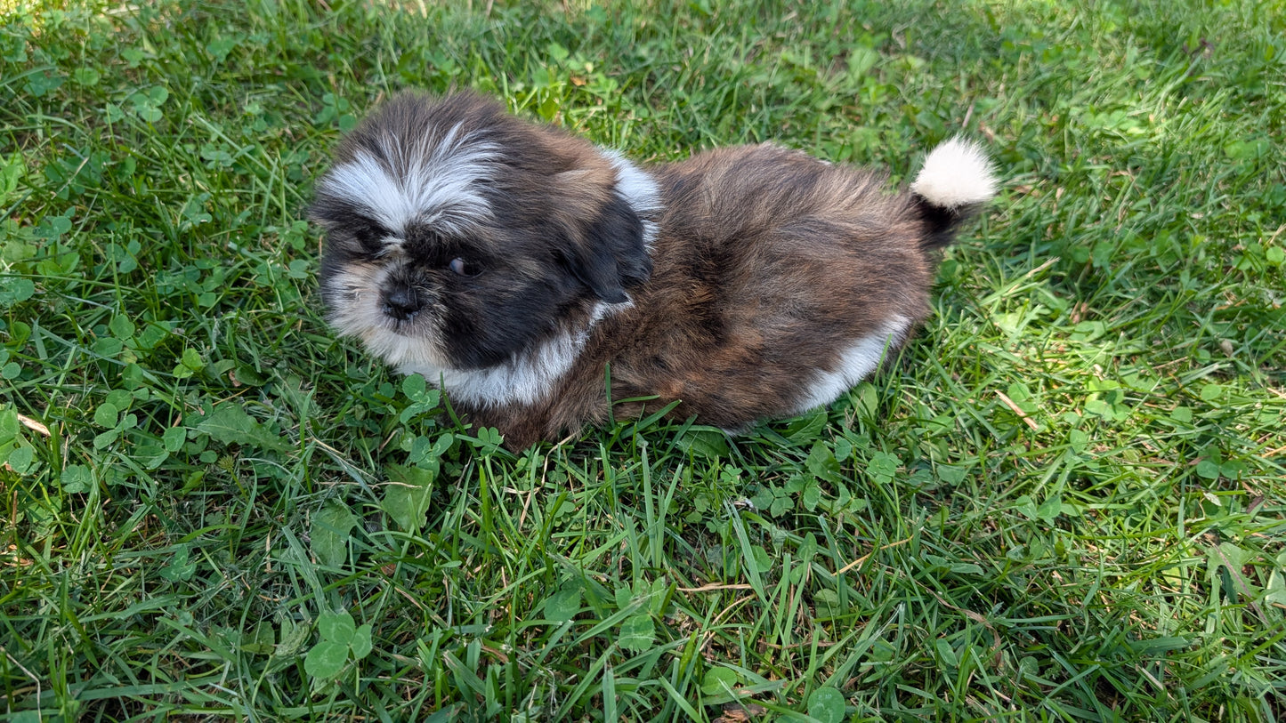 SHIH TZU (05/17) MALE