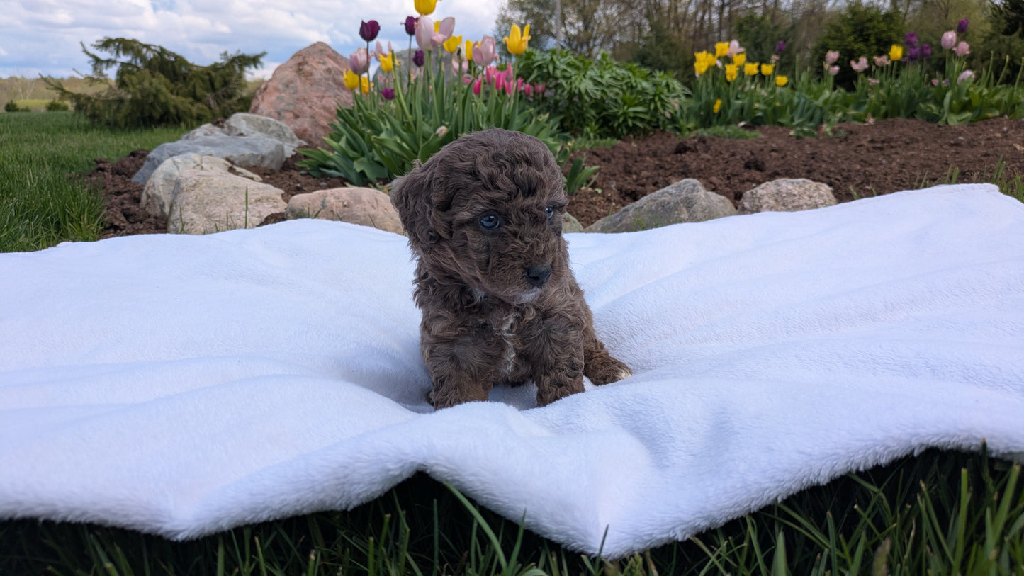 MINI BERNEDOODLE (03/30) FEMALE