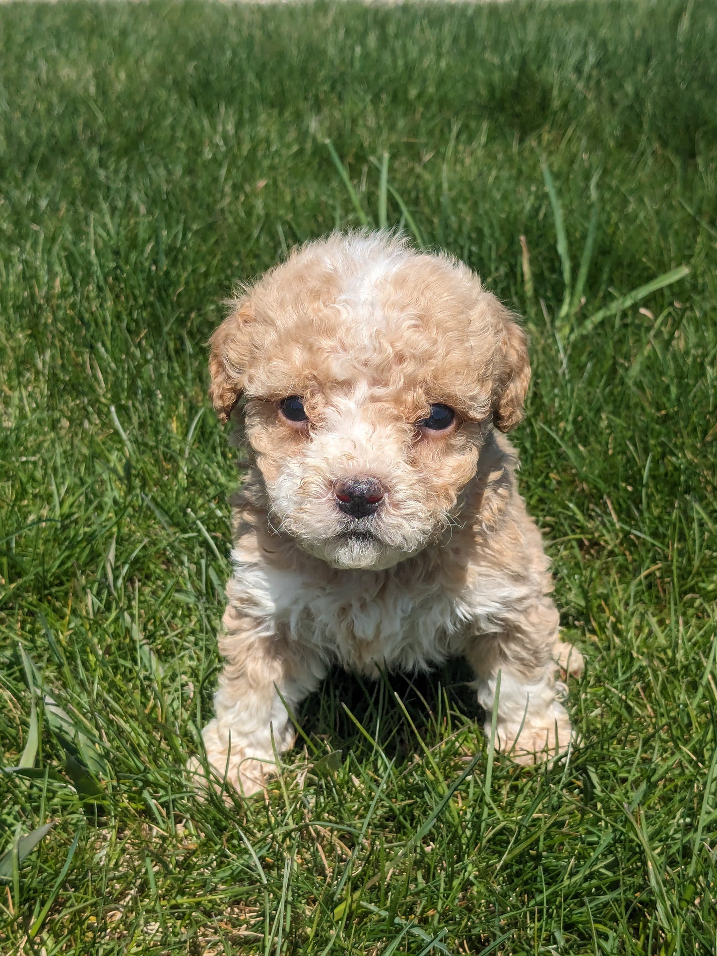 MICRO BERNEDOODLES (03/18) FEMALE