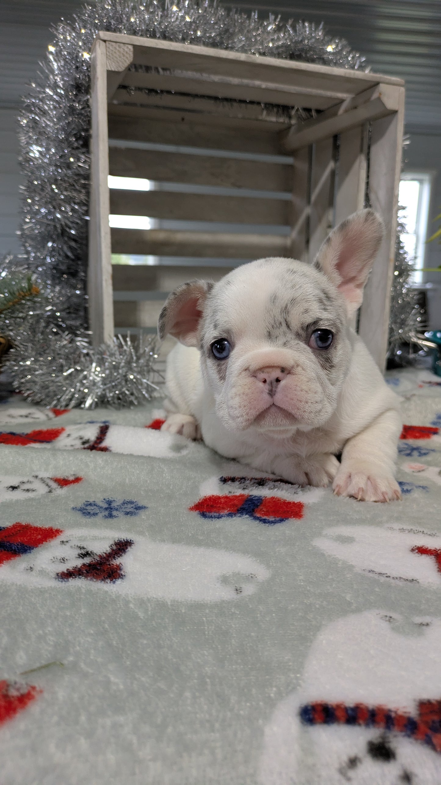 FRENCH BULLDOG (11/07) FEMALE