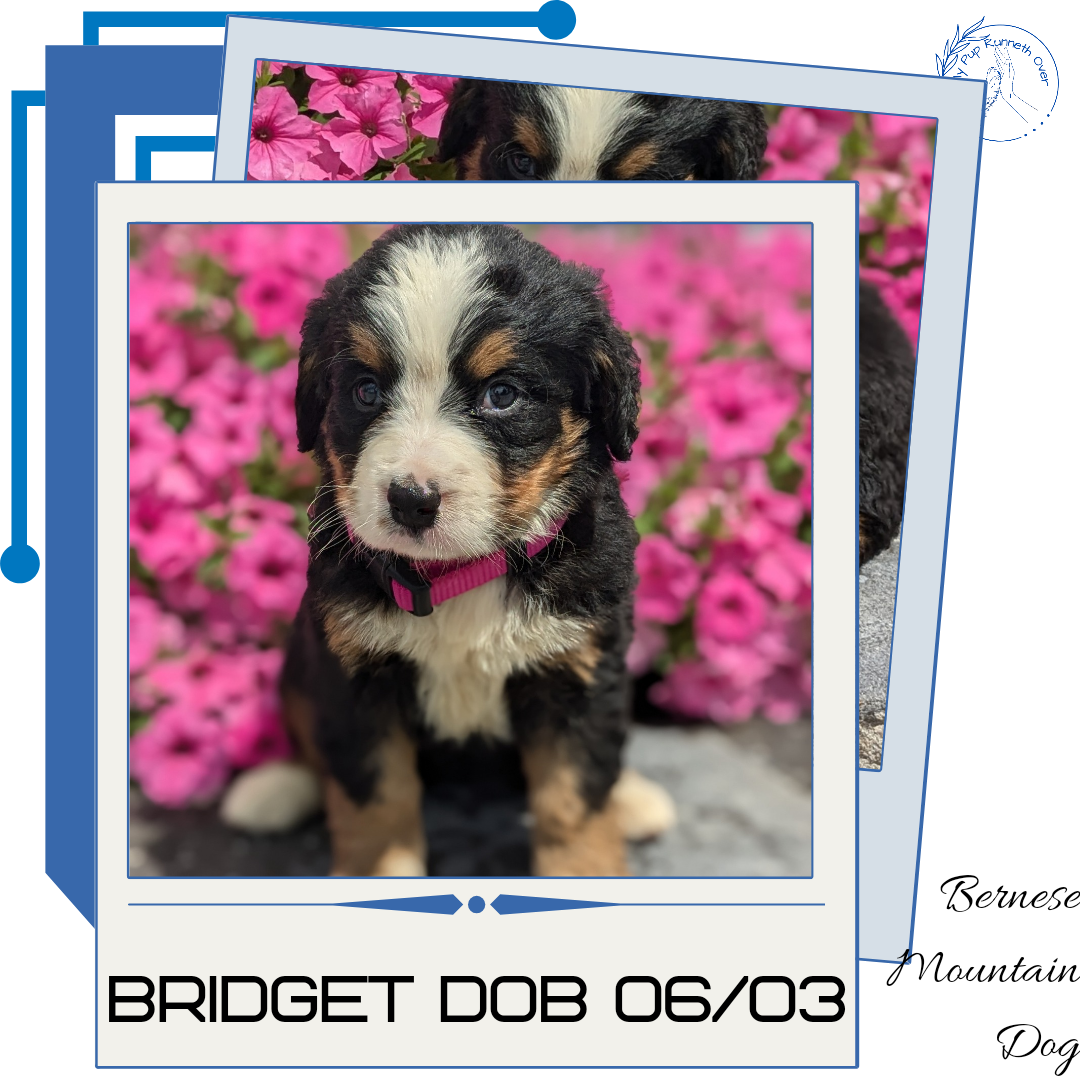 BERNESE MOUNTAIN DOG (06/03) FEMALE – My Pup Runneth Over