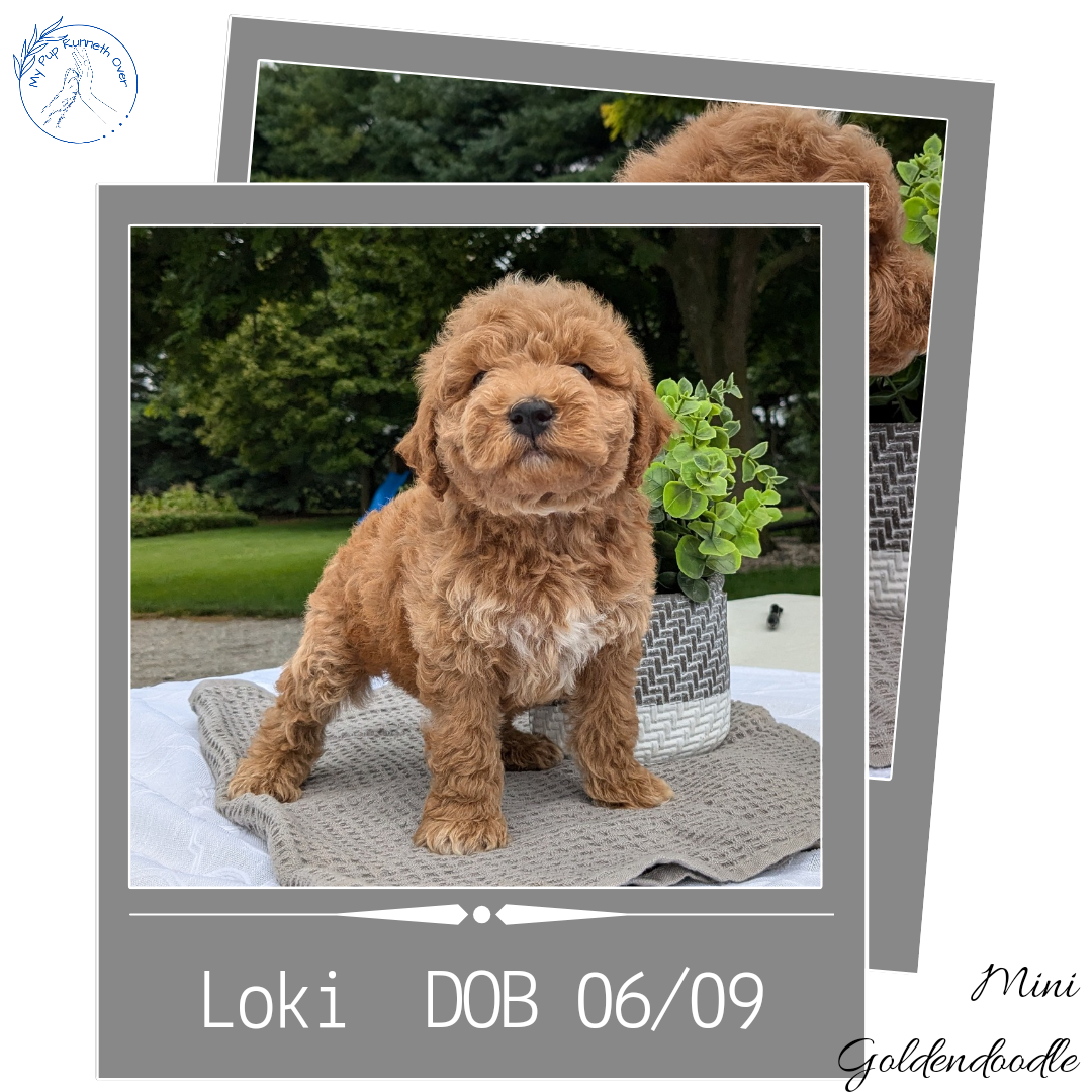 MINI GOLDENDOODLE (06/09) MALE