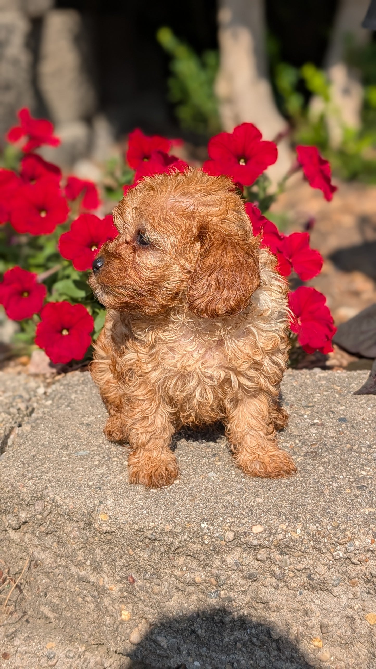 CAVAPOO (05/29) FEMALE