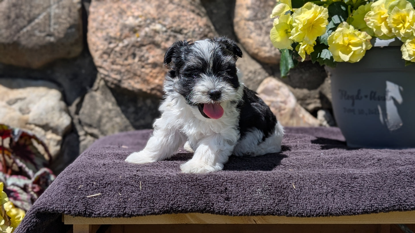 HAVANESE (MAY 14) MALES
