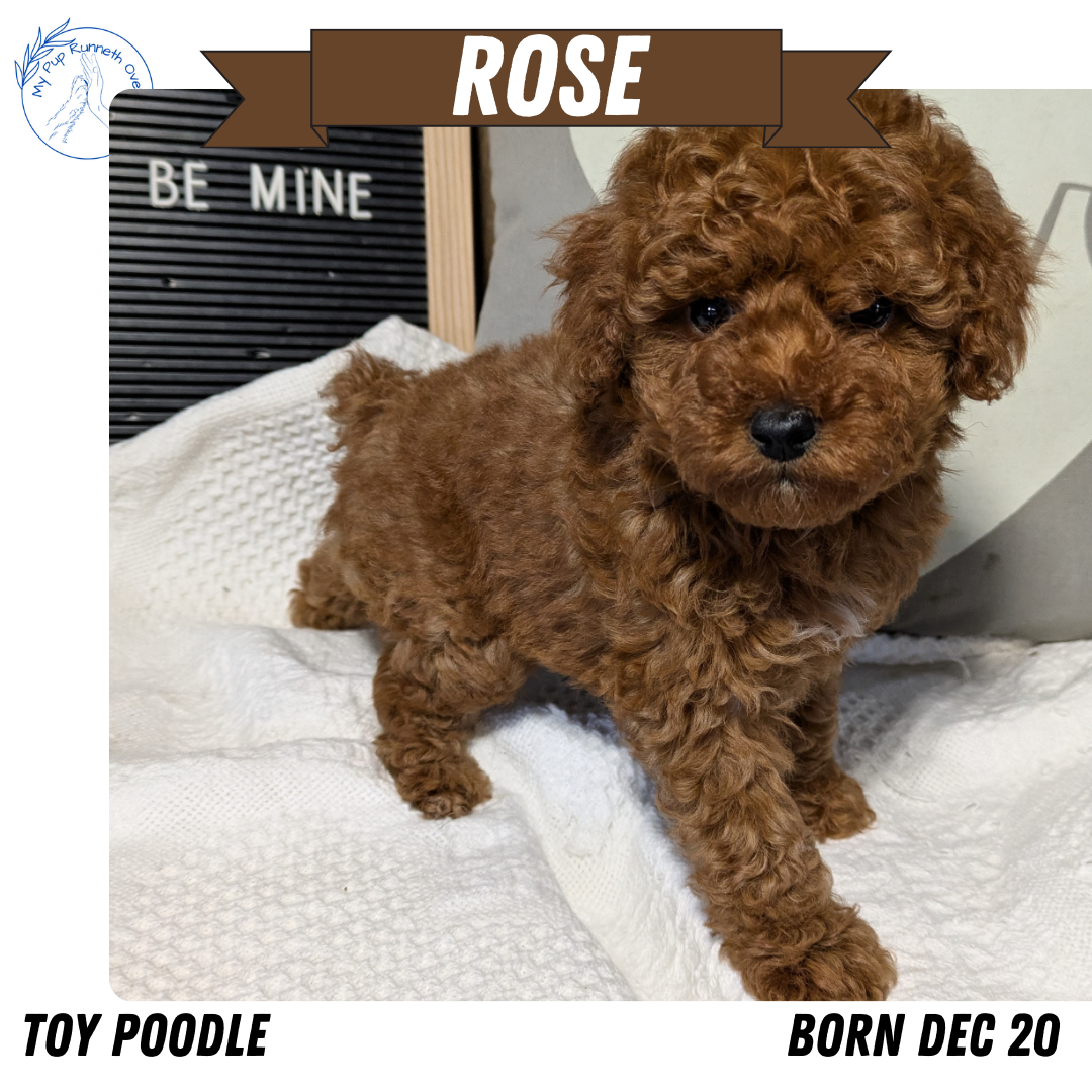 TOY POODLE (12/20) FEMALE