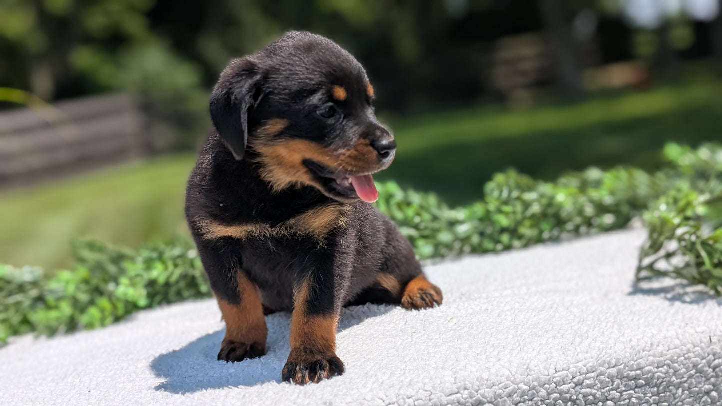 ROTTWEILER (05/28) FEMALE