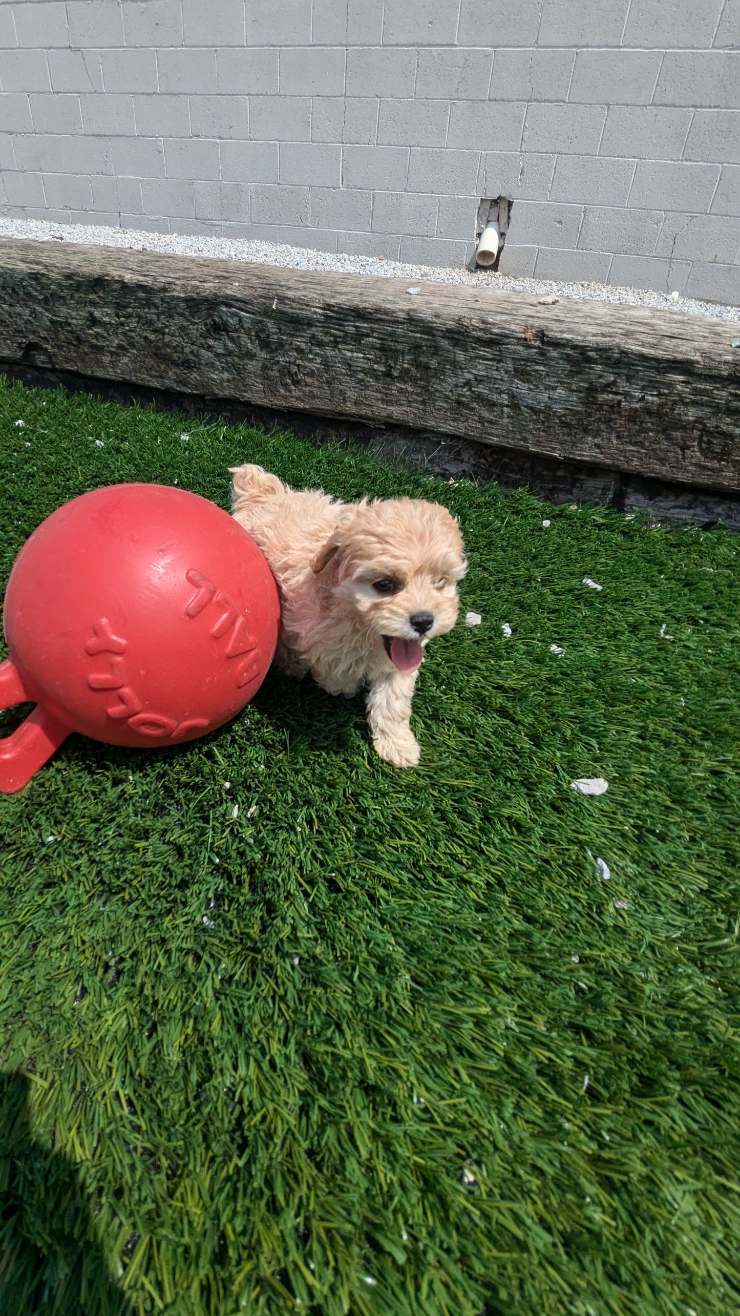 COCKAPOO (06/28) FEMALE