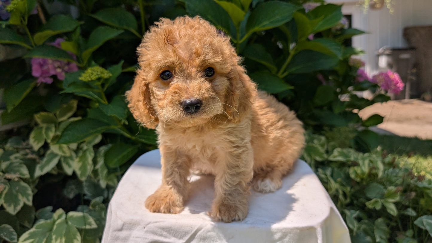 CAVAPOO (05/23) MALE