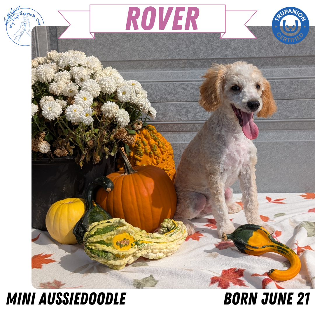 MINI AUSSIEDOODLE (06/21) MALE