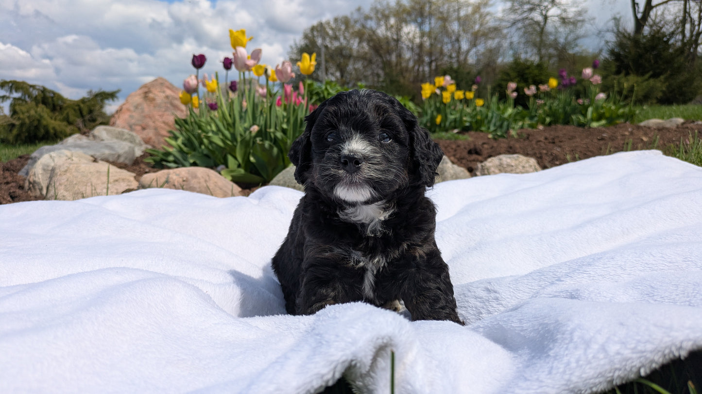 MINI BERNEDOODLE (03/30) FEMALE