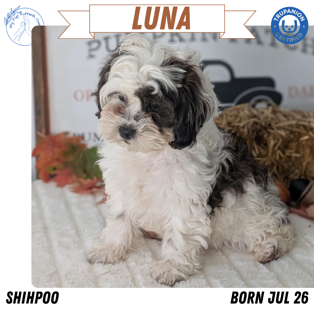 SHIHPOO (07/26) FEMALE