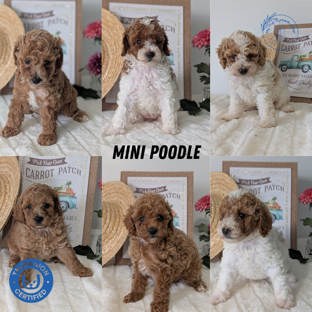 Toy Poodles Mini Goldendoodle Akc MINI POODLE (06/29) MALE – My
