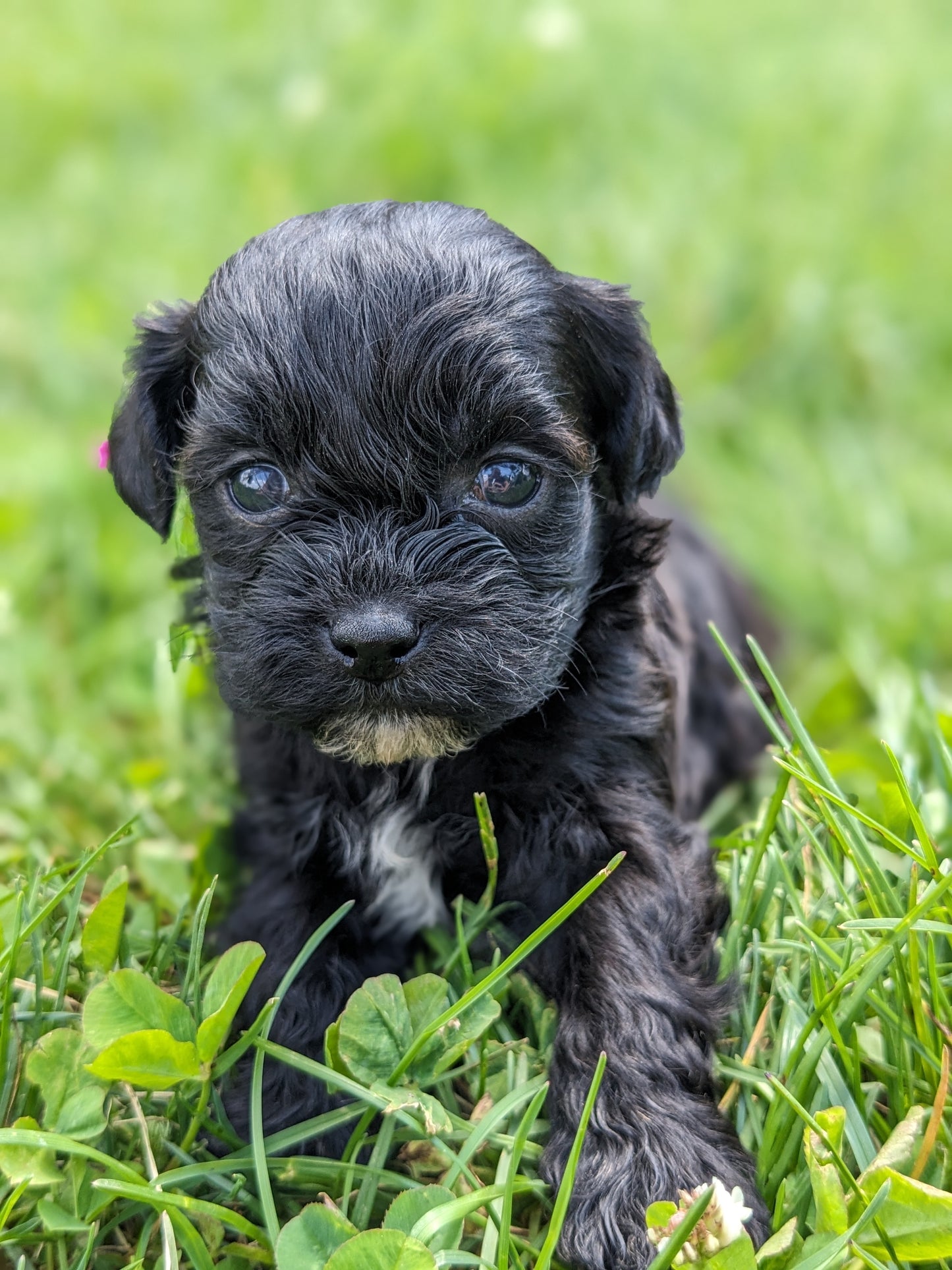 SHIH-POO (04/22) FEMALE