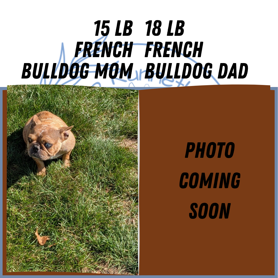 FRENCH BULLDOG (08/12) MALE