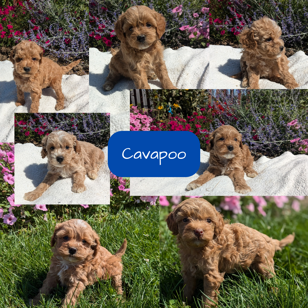 CAVAPOO (08/02) MALE