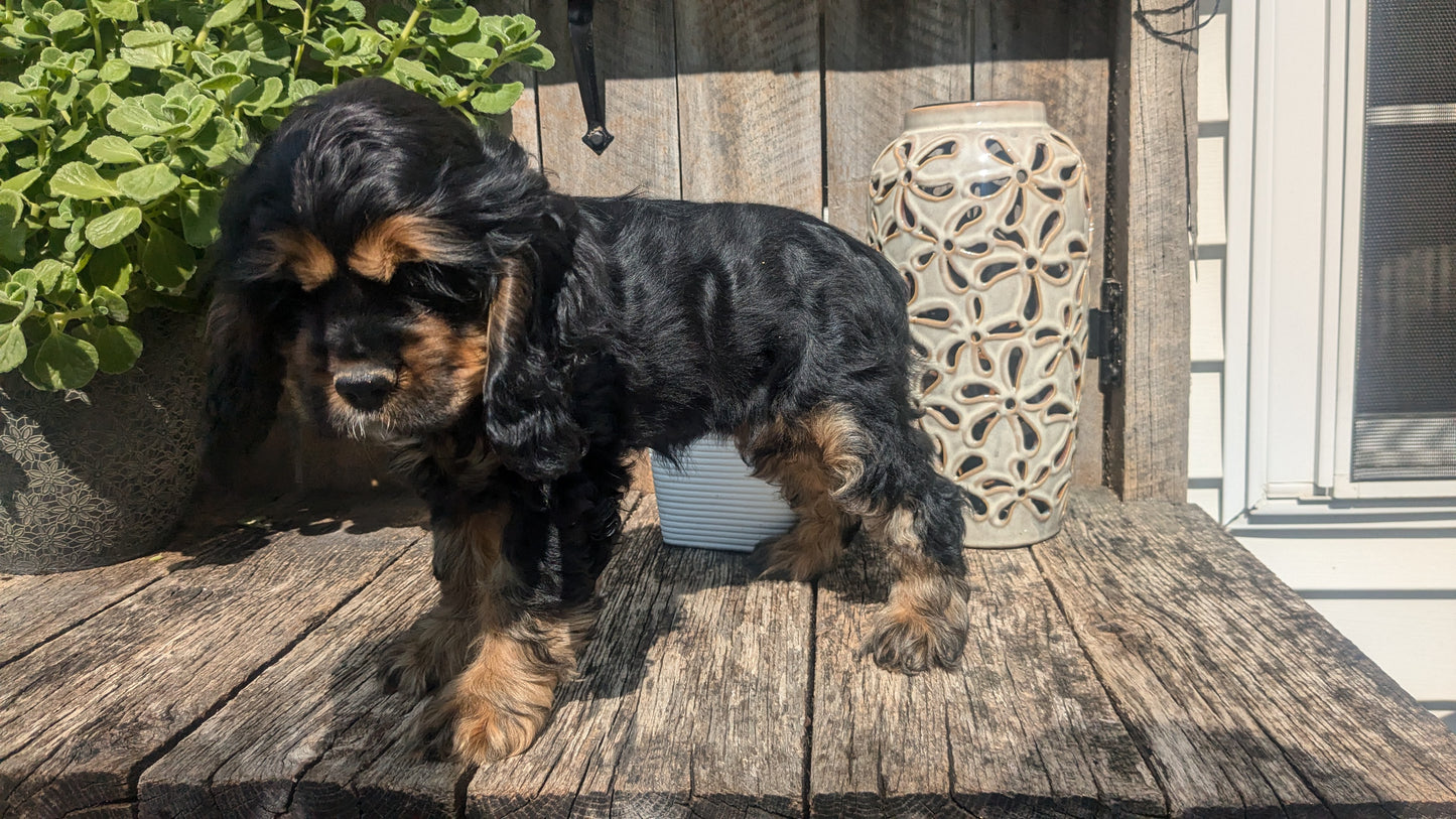 COCKER SPANIEL (06/08) FEMALE