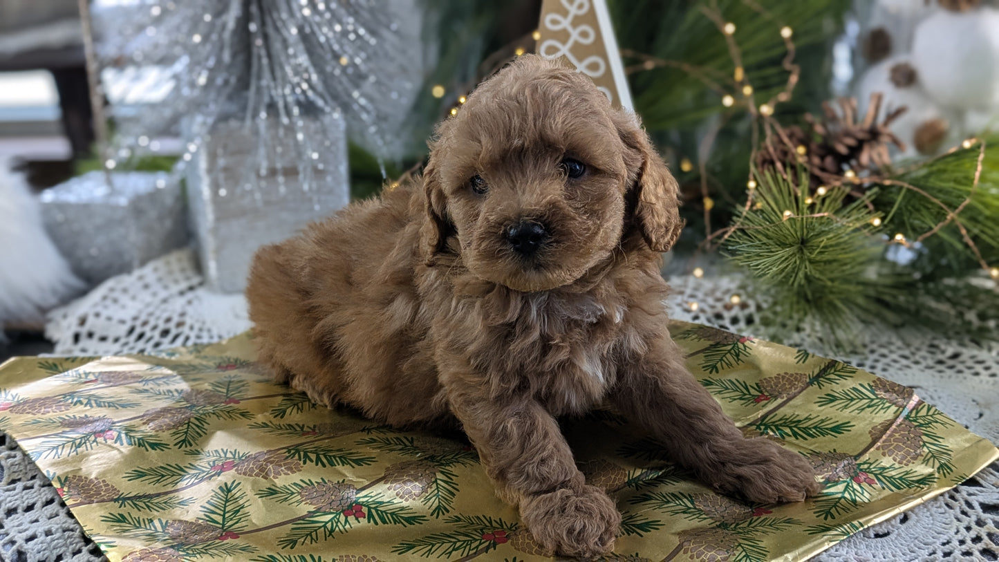 CAVAPOO (10/10) MALE