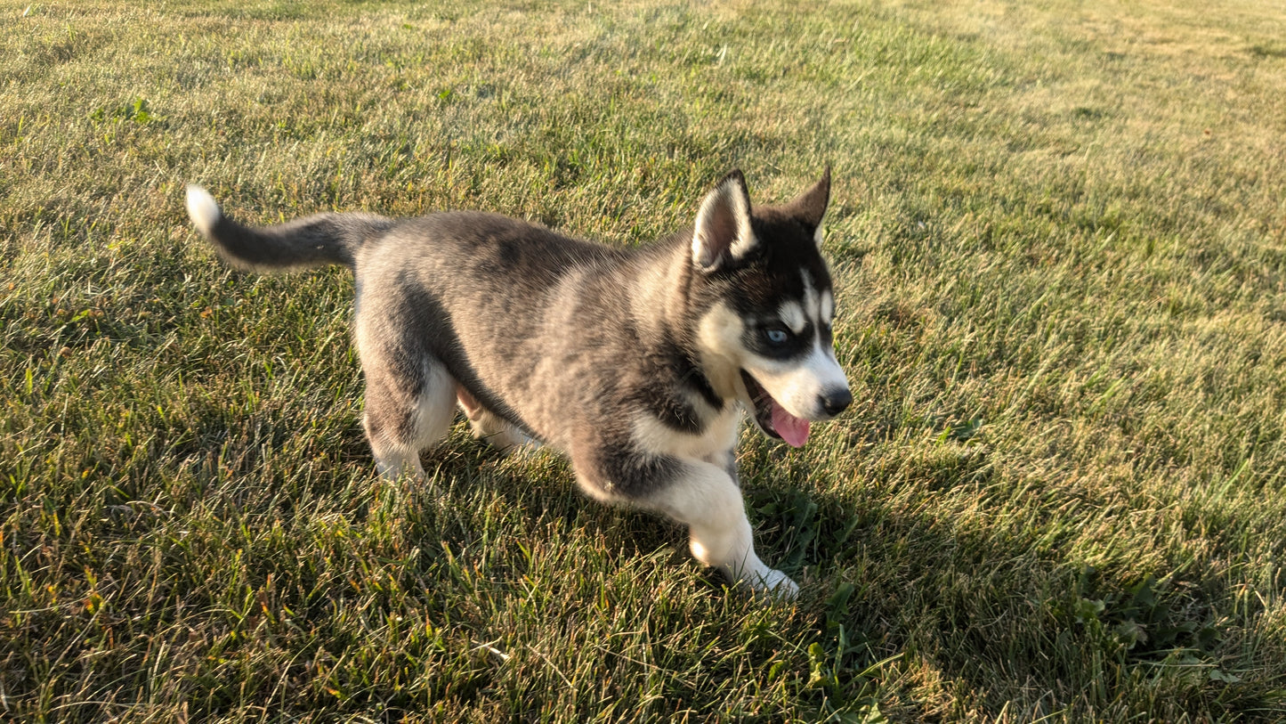 SIBERIAN HUSKY (06/22) MALE