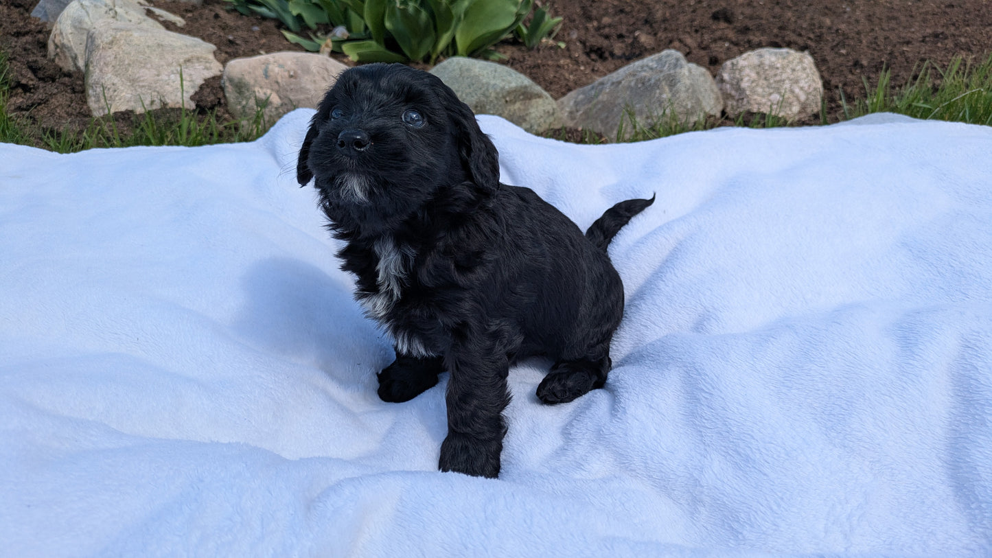 MINI BERNEDOODLE (03/30) FEMALE