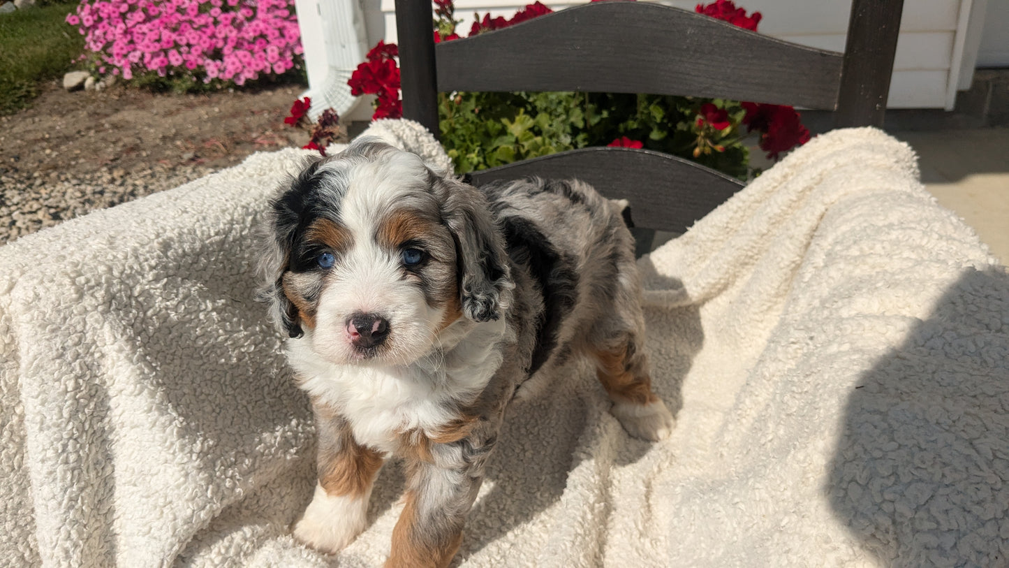 BERNEDOODLE (07/15) FEMALE