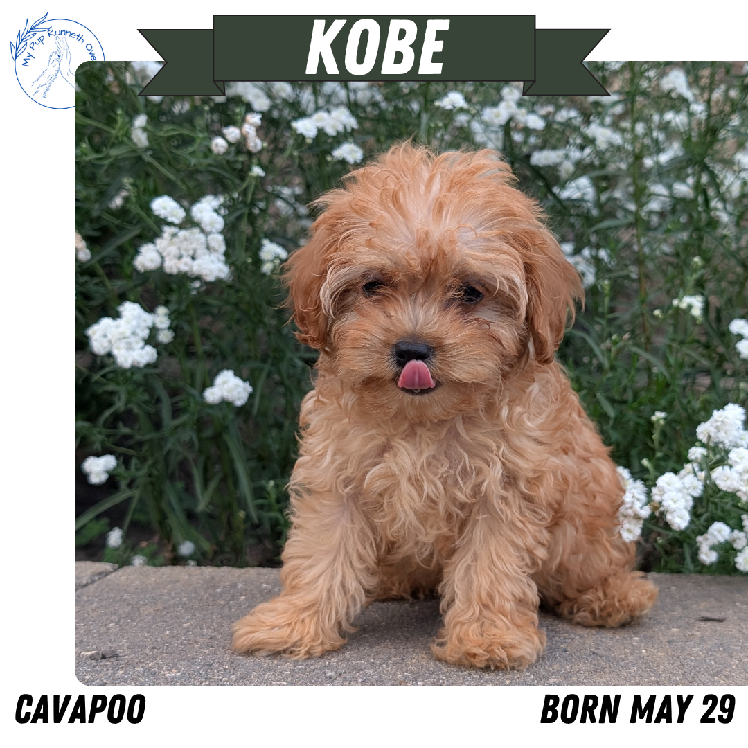 CAVAPOO (05/29) MALE