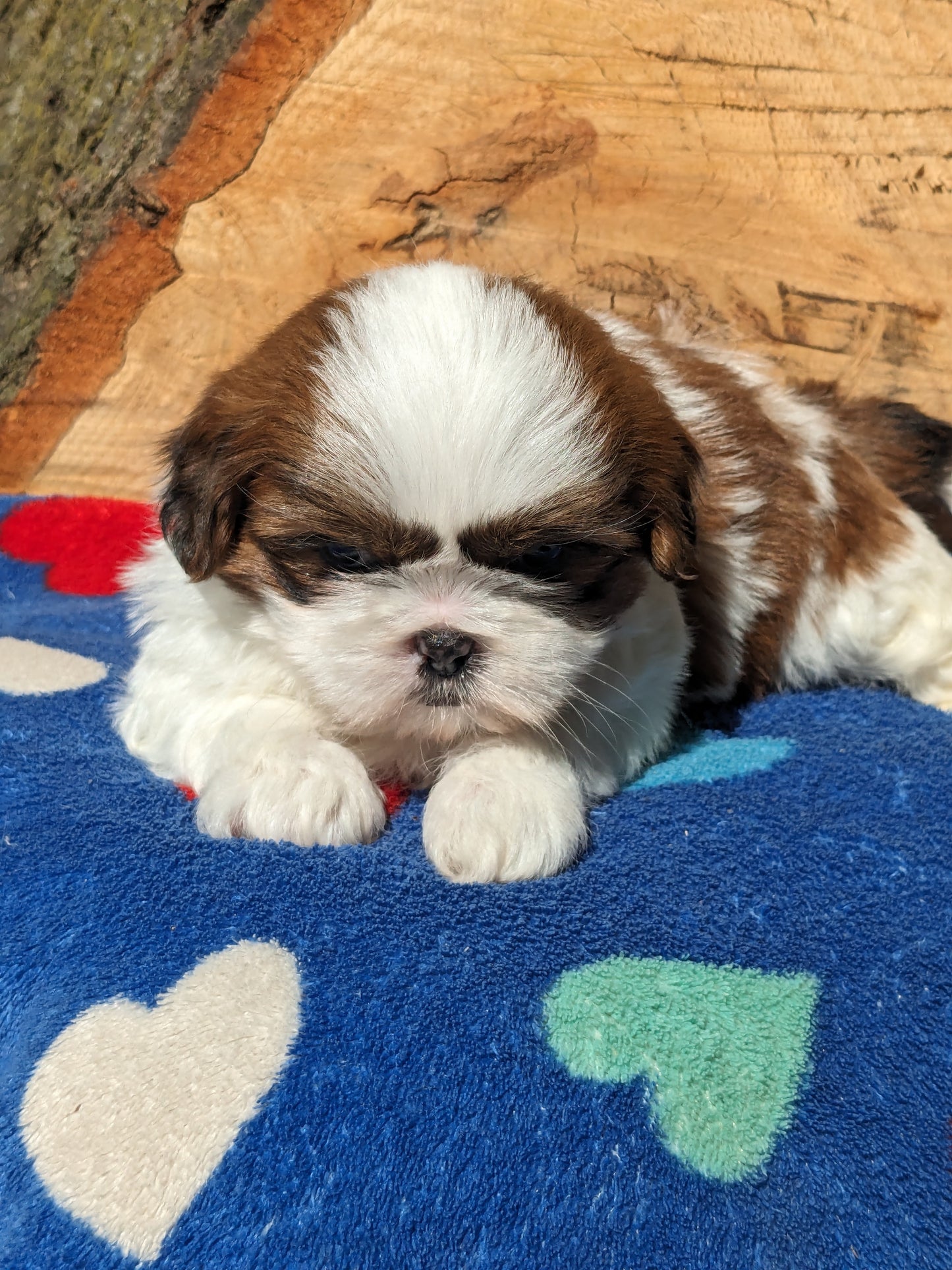 SHIH TZU (03/17) MALE