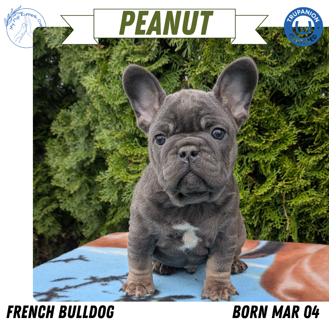 FRENCH BULLDOG (03/04) MALE