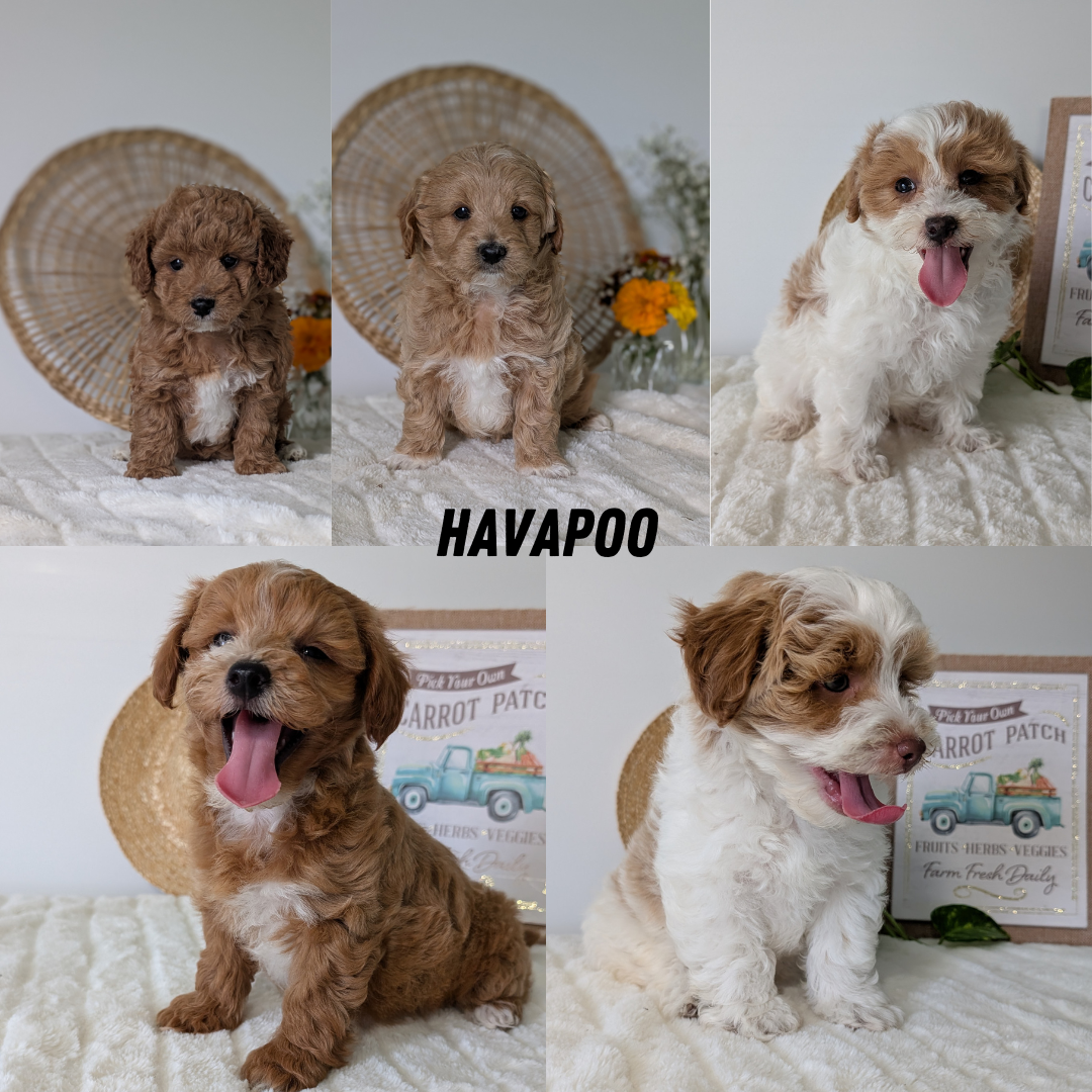 HAVAPOO (04/15) FEMALE