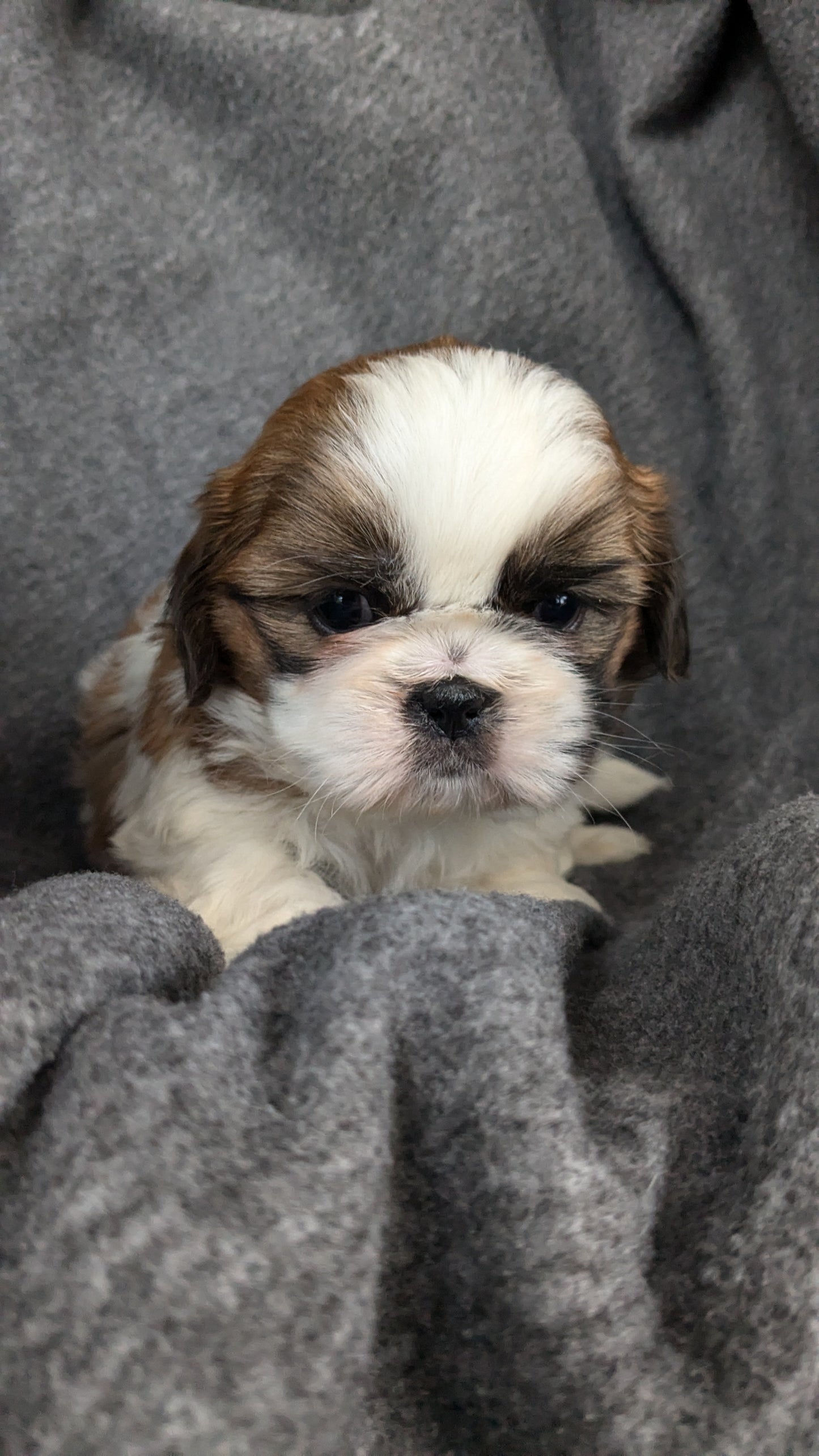SHIH TZU (10/08) MALE