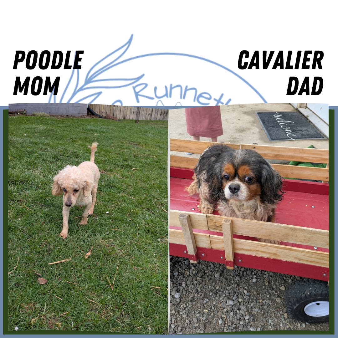 CAVAPOO (02/17) FEMALE