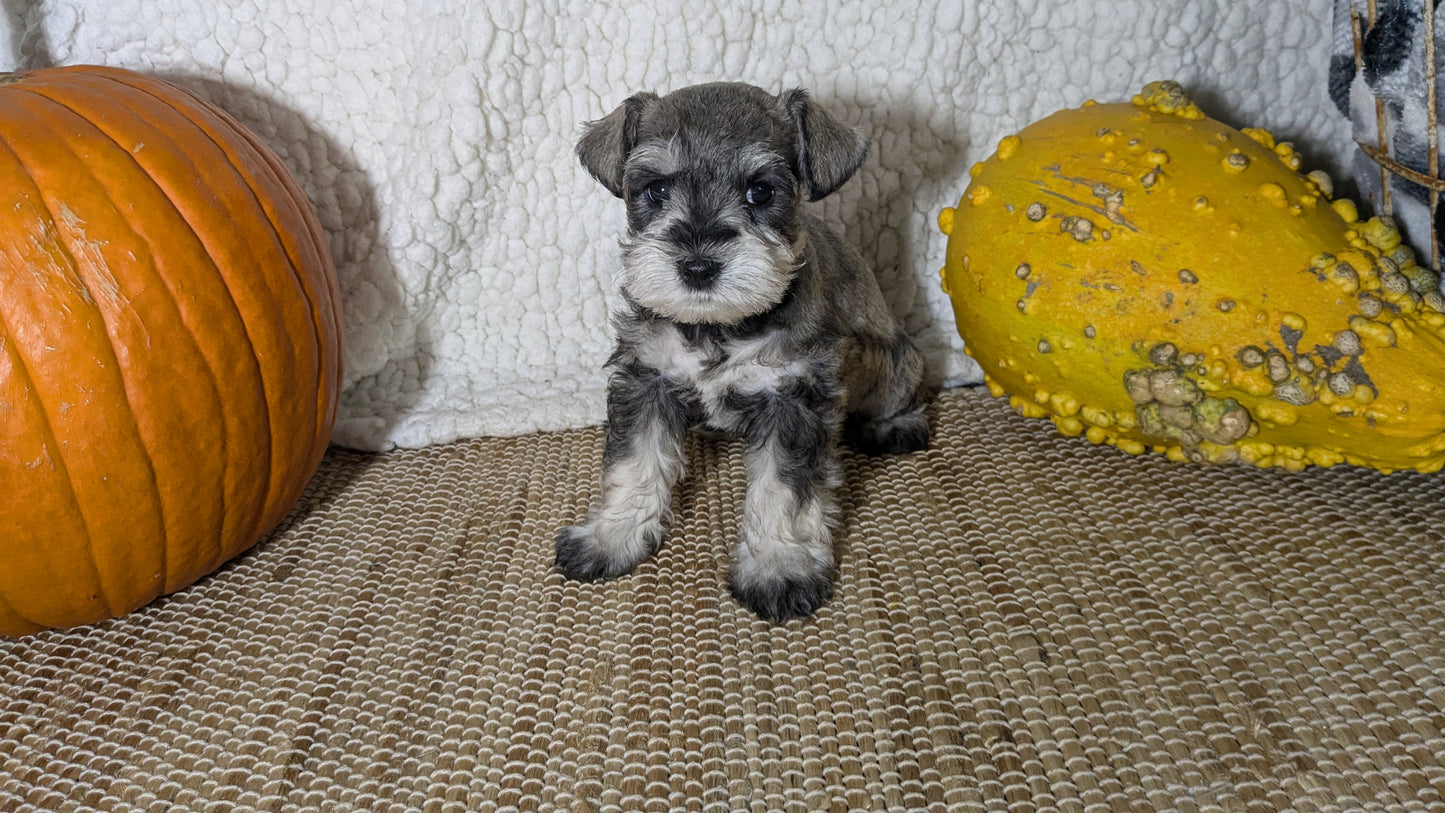 MINI SCHNAUZER (09/23) FEMALE