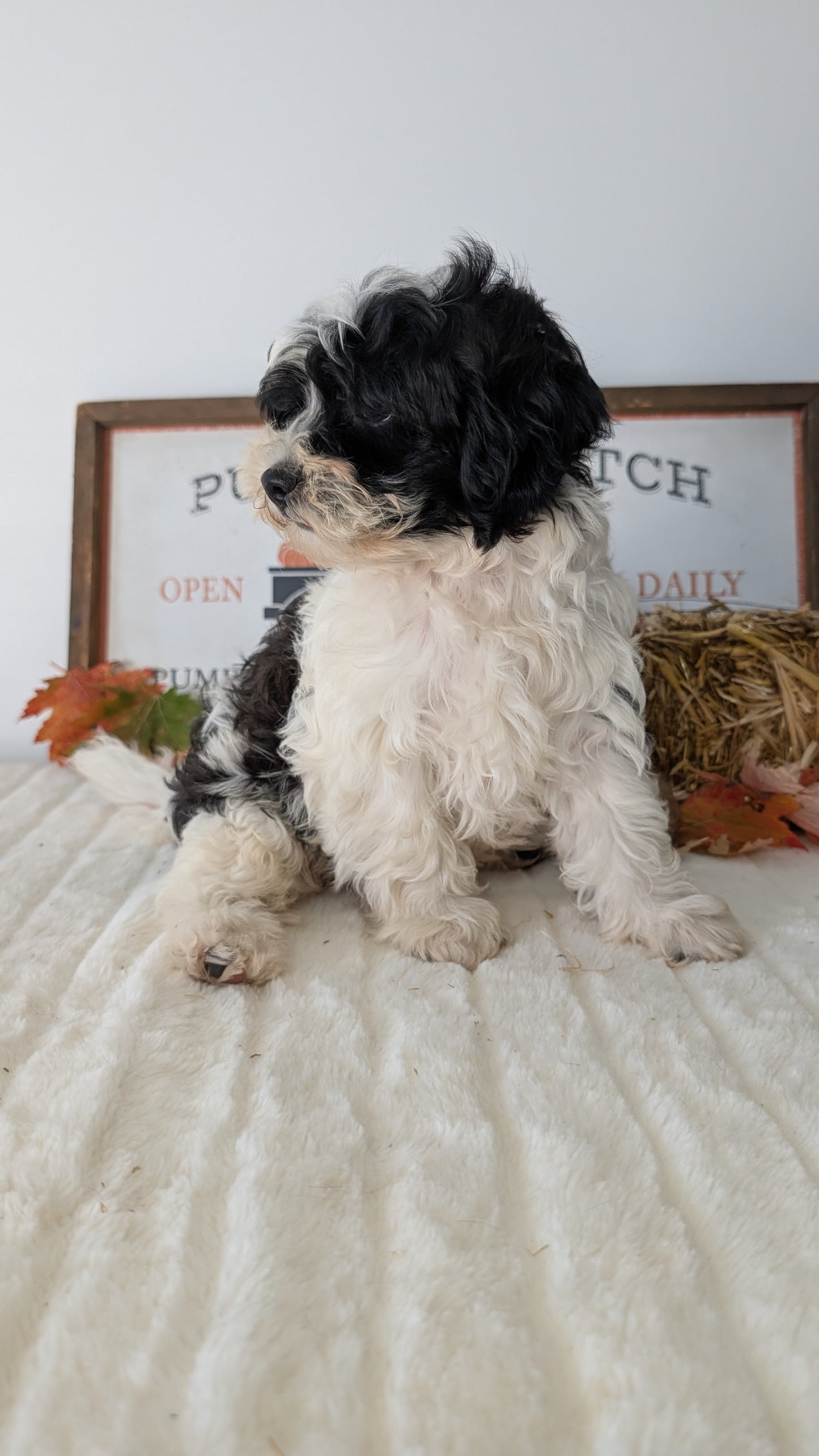 SHIHPOO (07/26) MALE