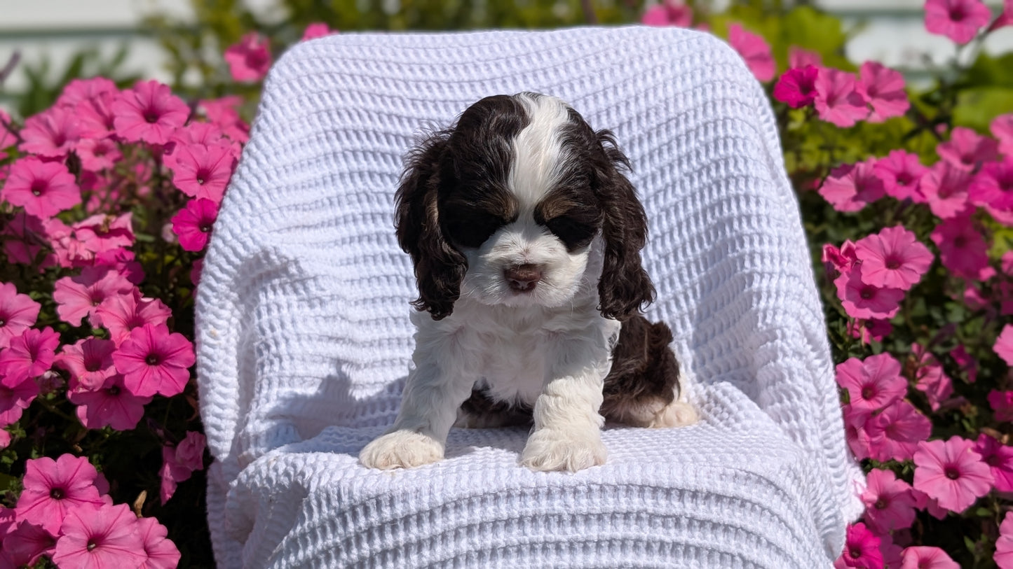 COCKER SPANIEL (07/17) MALE