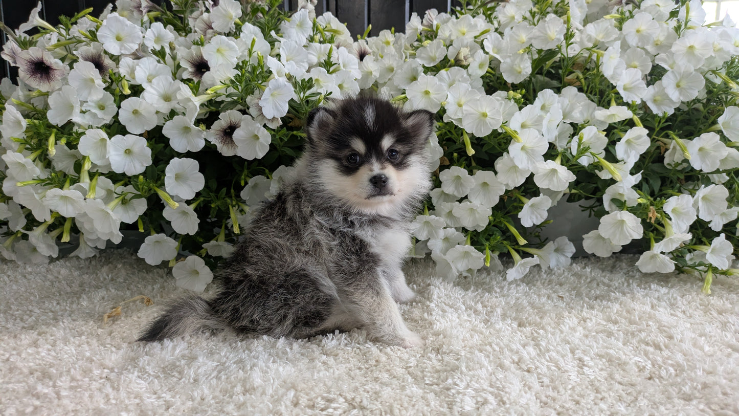 POMSKY (04/01) FEMALE