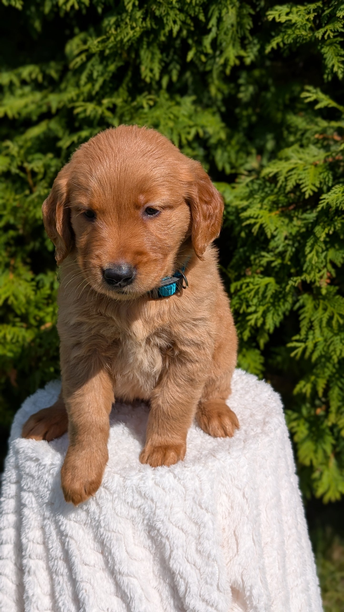 GOLDEN RETRIEVER (07/16) FEMALE