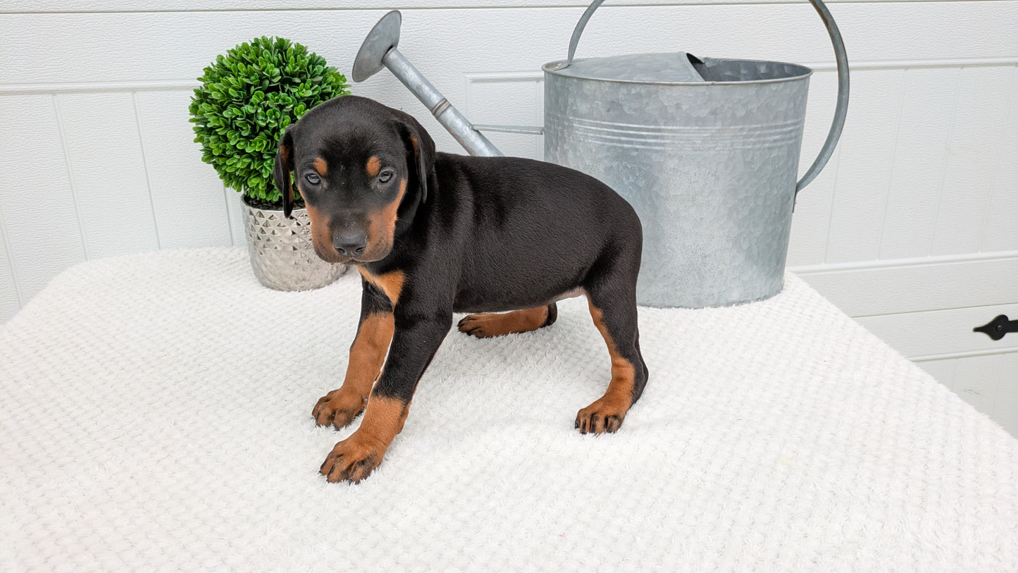 DOBERMAN PINSCHER (03/22) FEMALE
