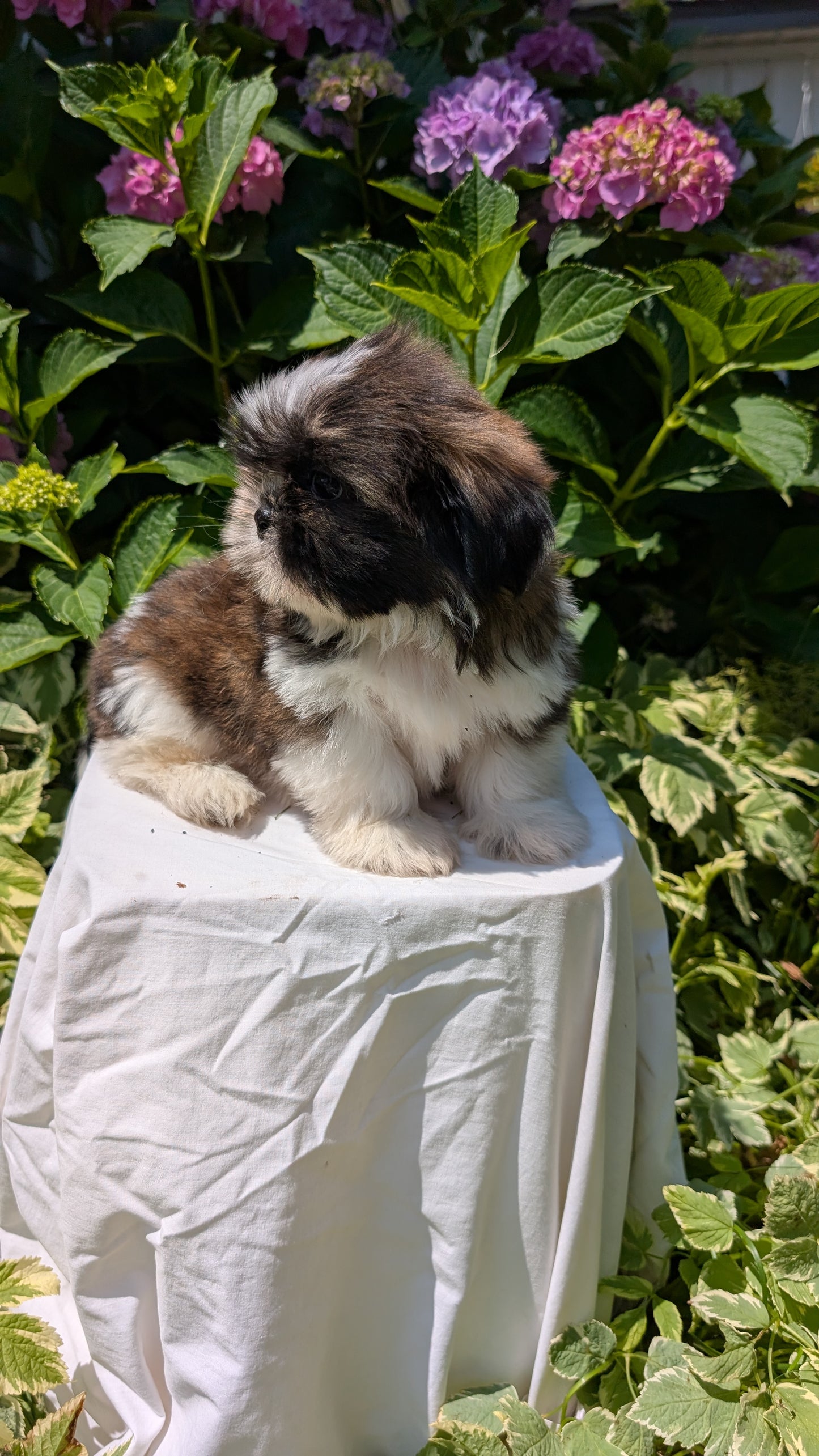 SHIH TZU (05/17) MALE