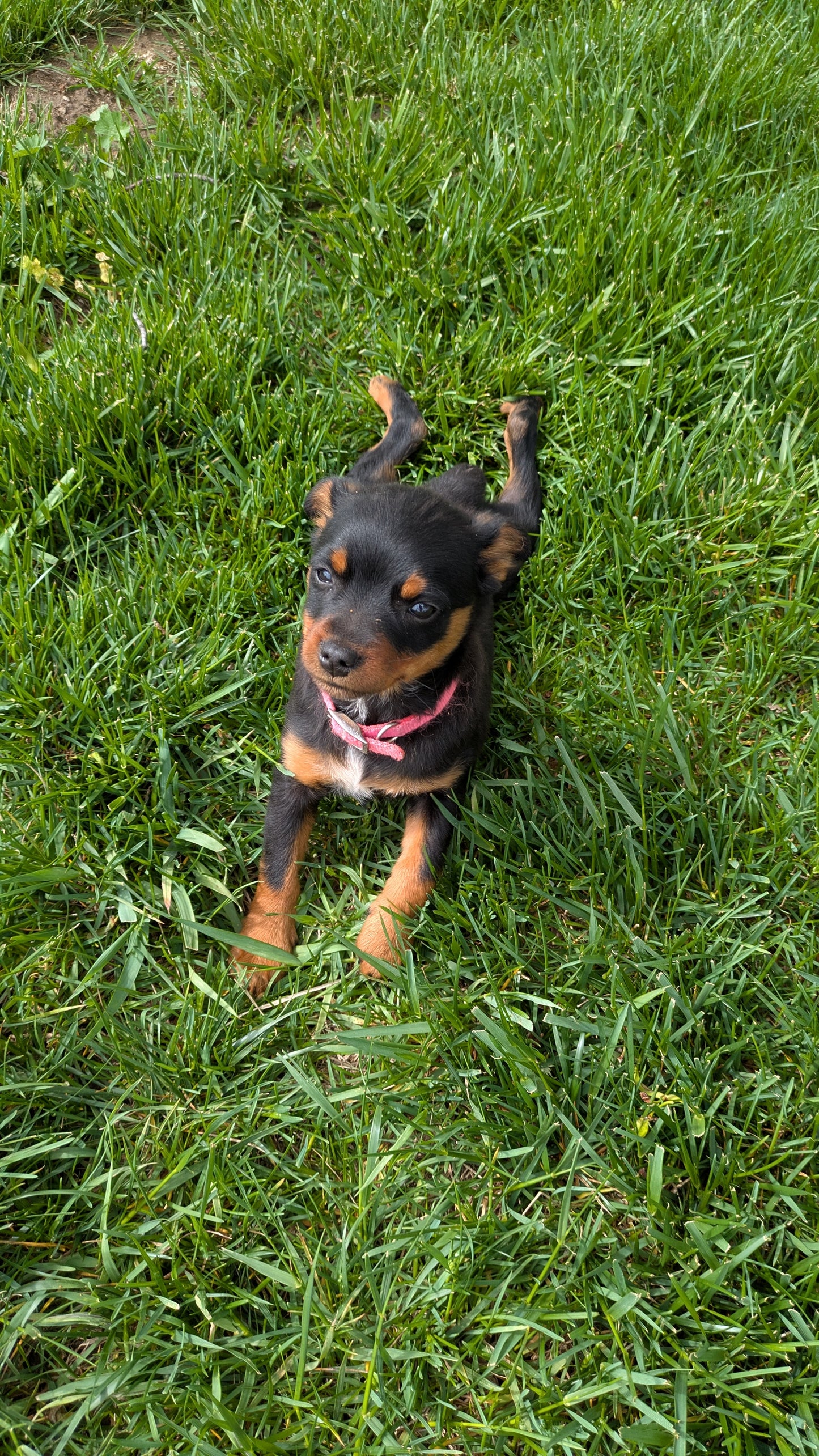 MINI PINSCHER (02/13) FEMALE